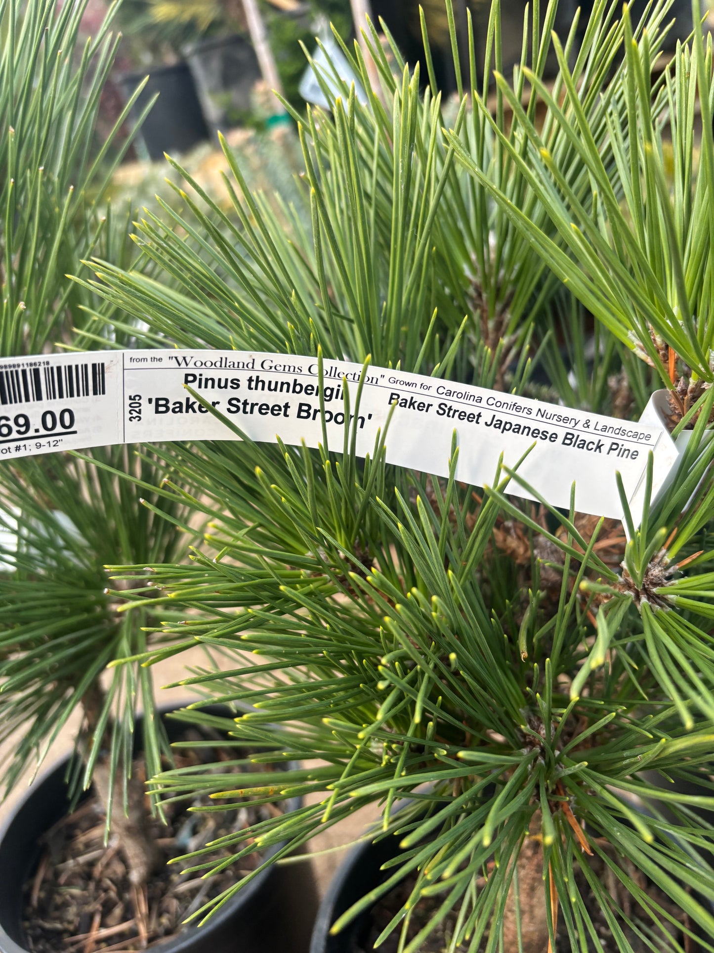 Pinus thunbergii ‘Baker Street Broom’