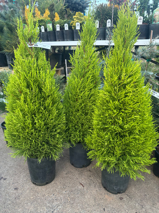 Cupressus macrocarpa ‘Wilma’ Lemon Scented Monterey Cypress