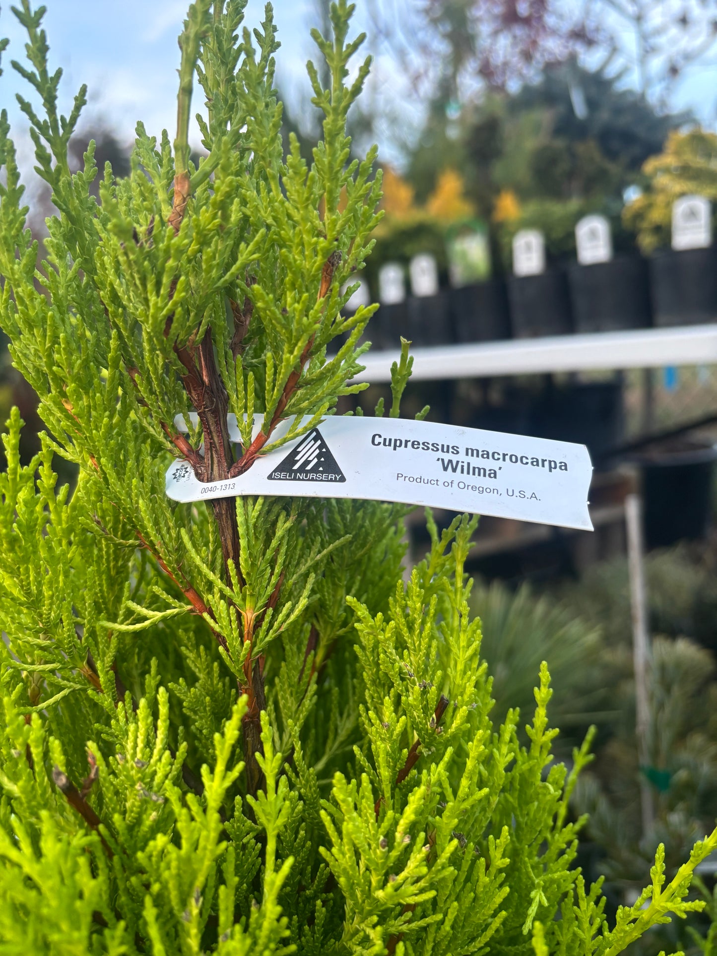 Cupressus macrocarpa ‘Wilma’ Lemon Scented Monterey Cypress