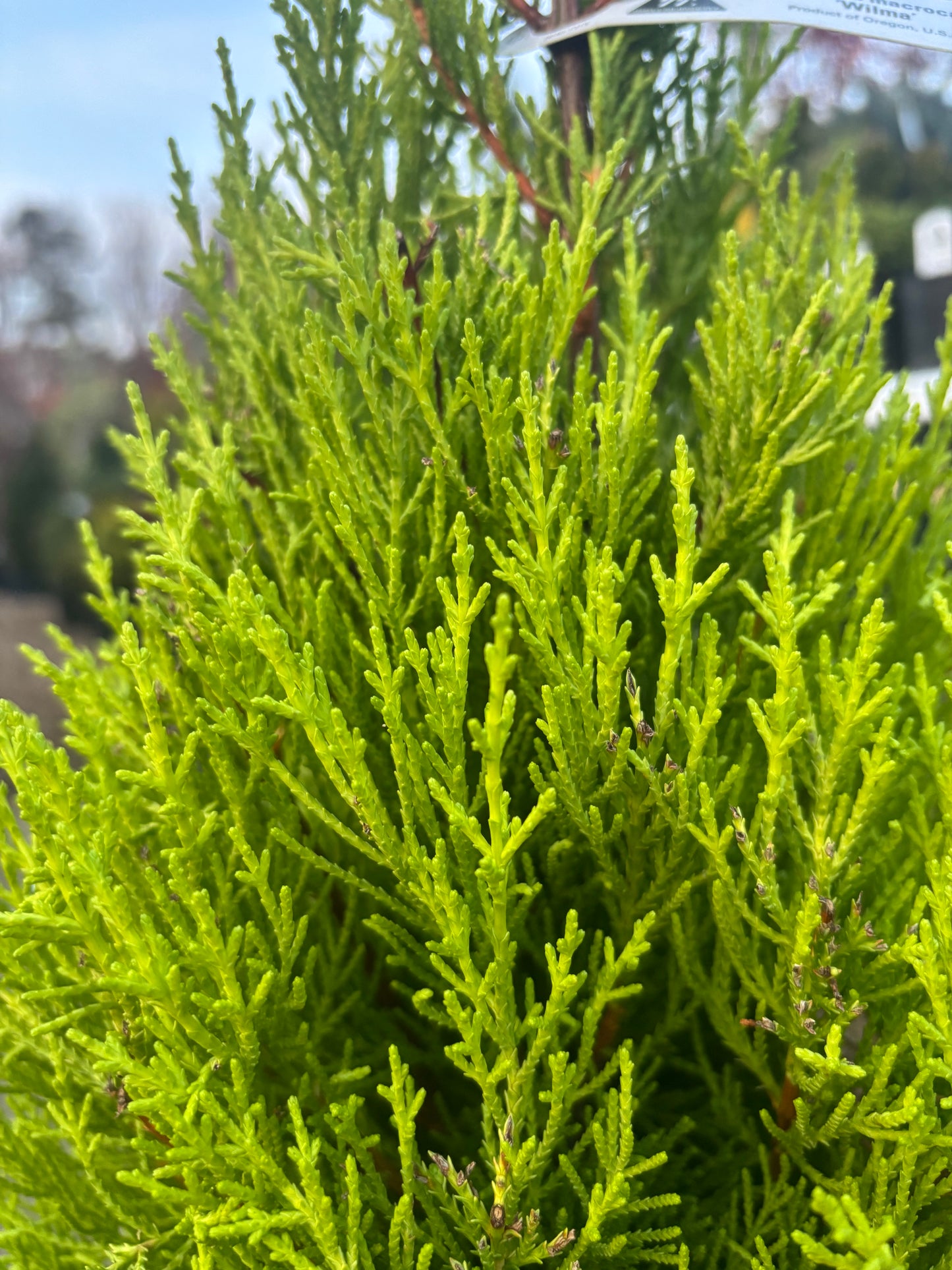 Cupressus macrocarpa ‘Wilma’ Lemon Scented Monterey Cypress