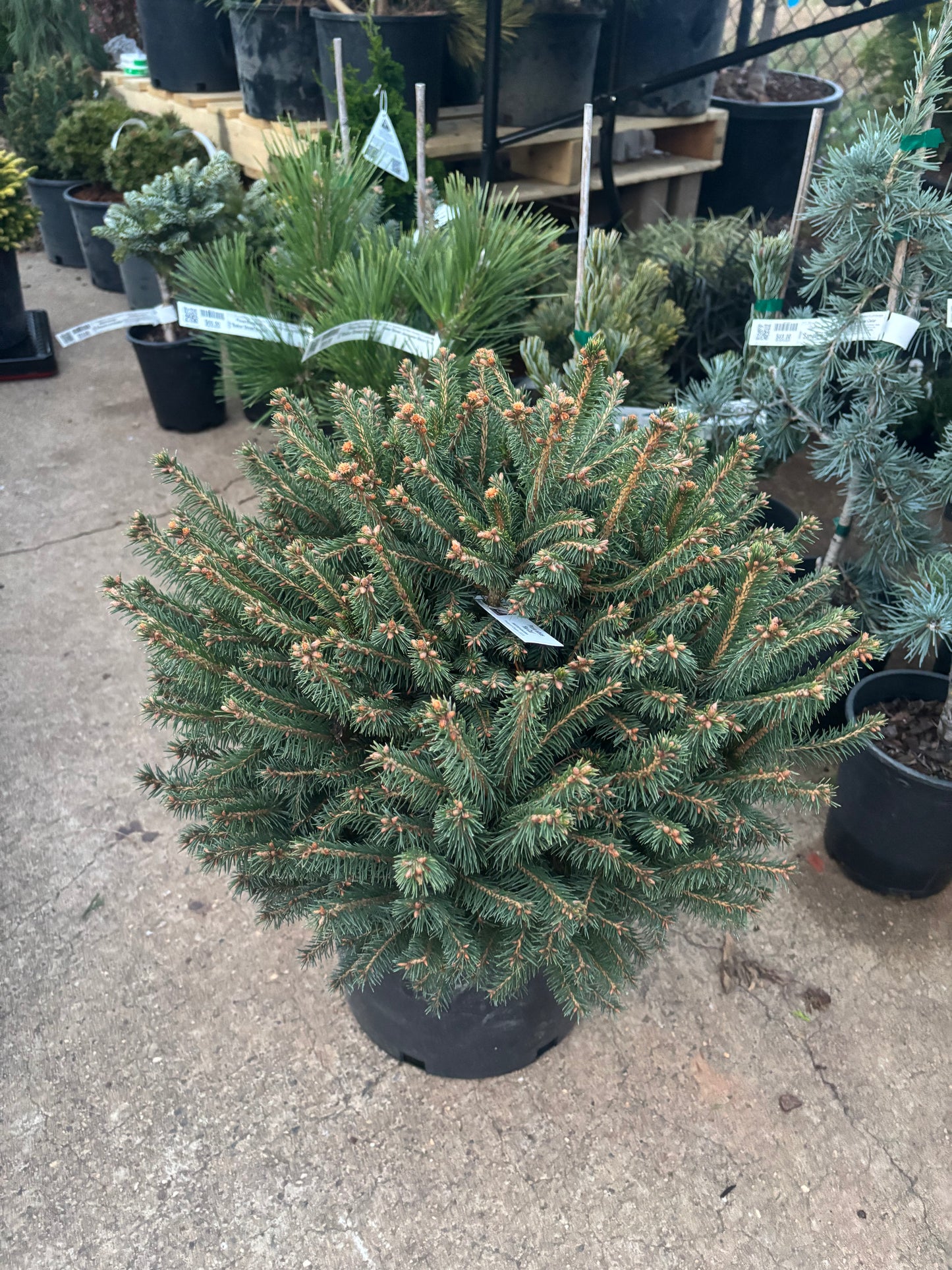 Picea abies ‘Fat cat’