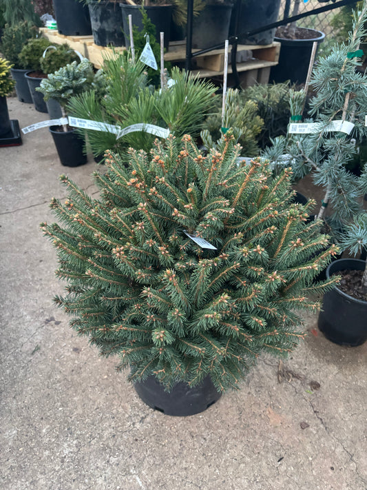 Picea abies ‘Fat cat’