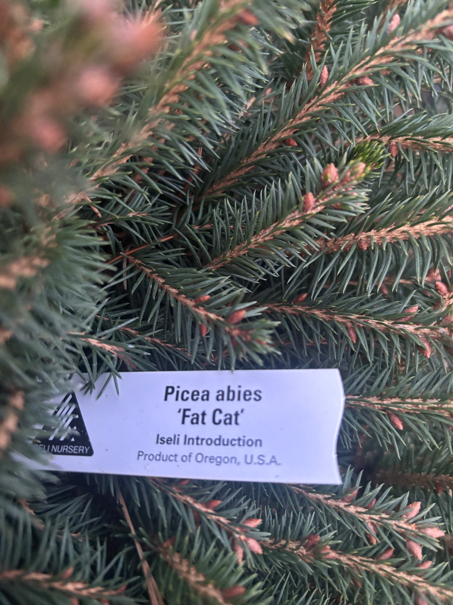 Picea abies ‘Fat cat’