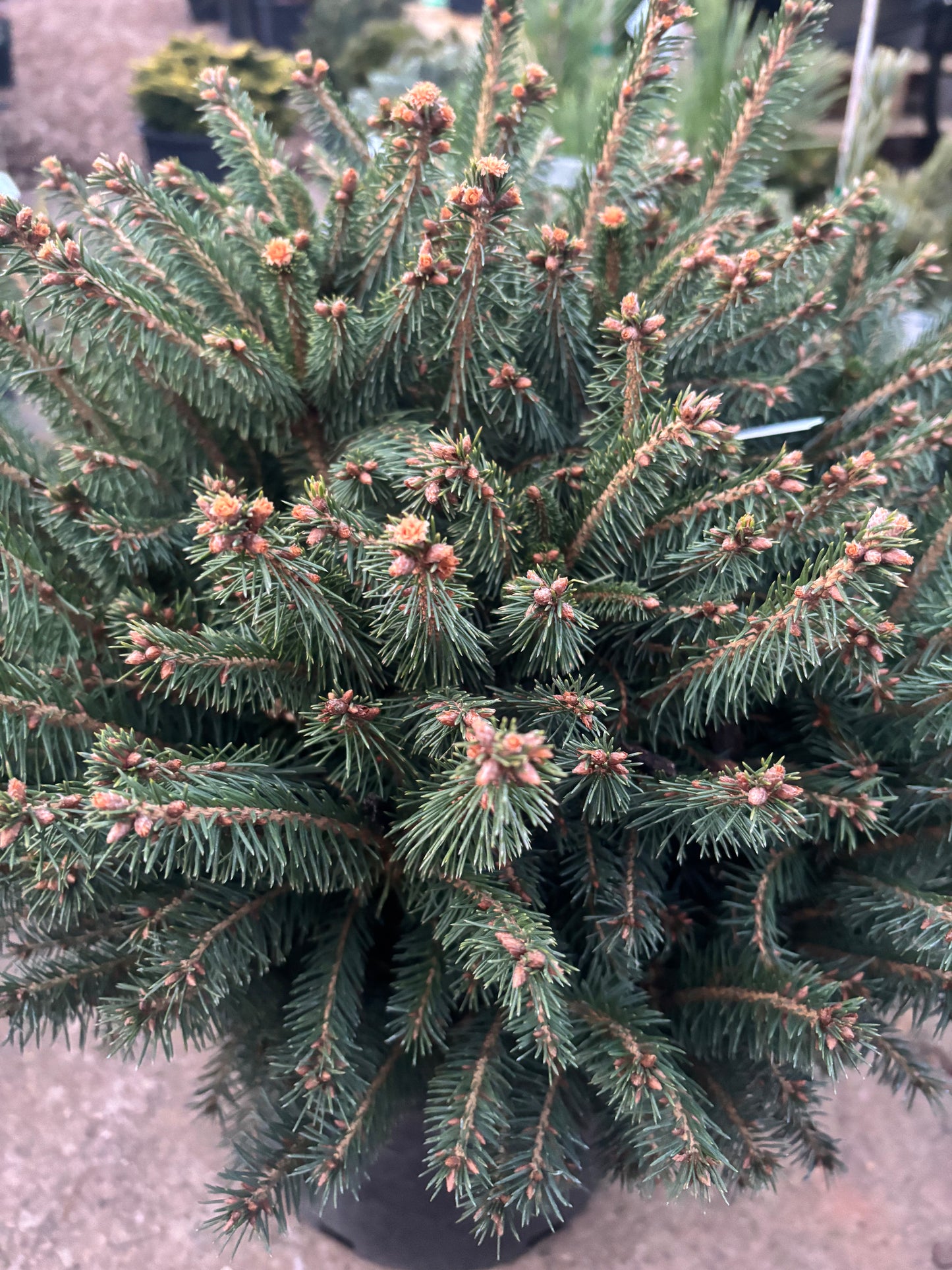Picea abies ‘Fat cat’