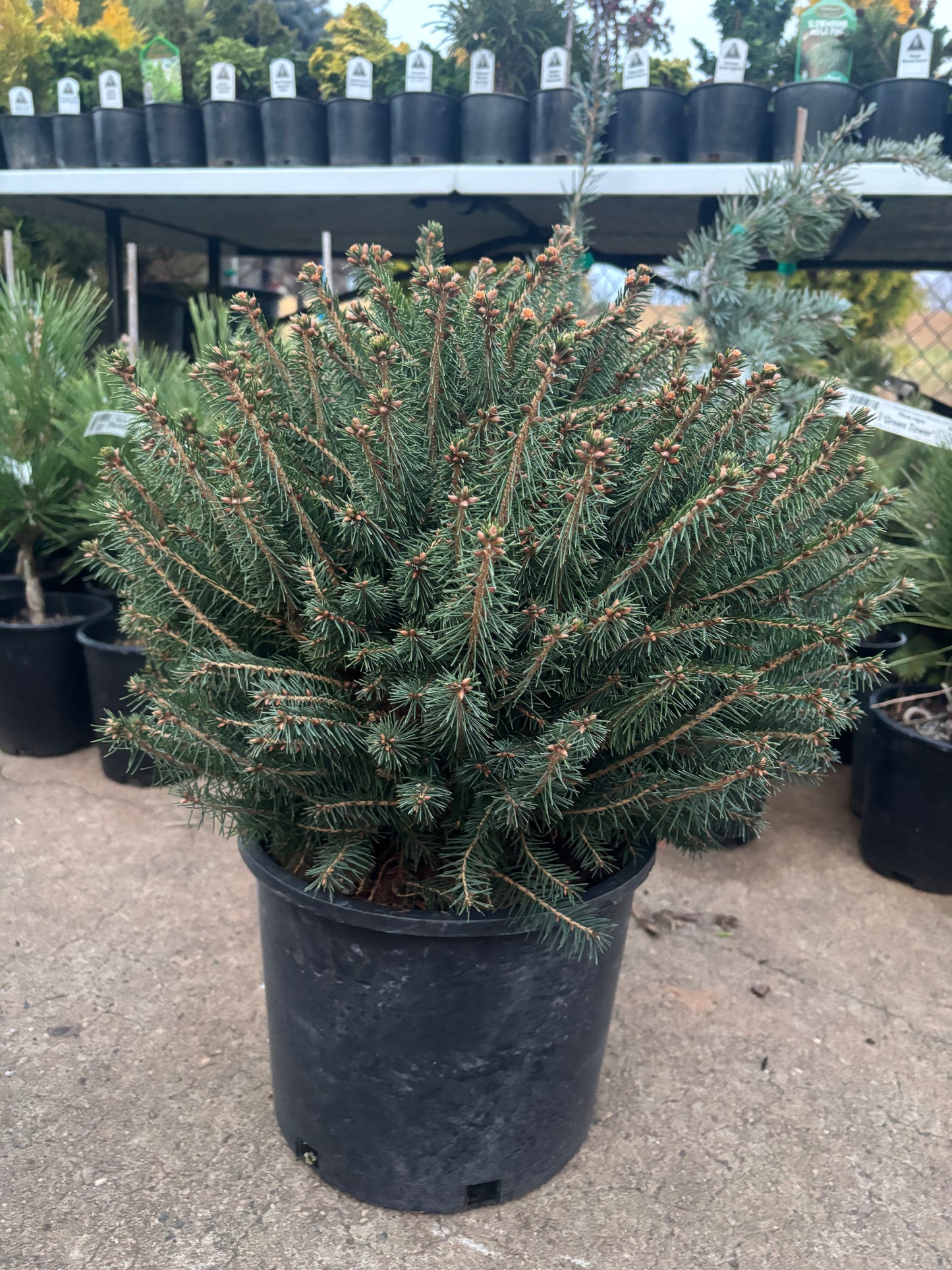 Picea abies ‘Fat cat’