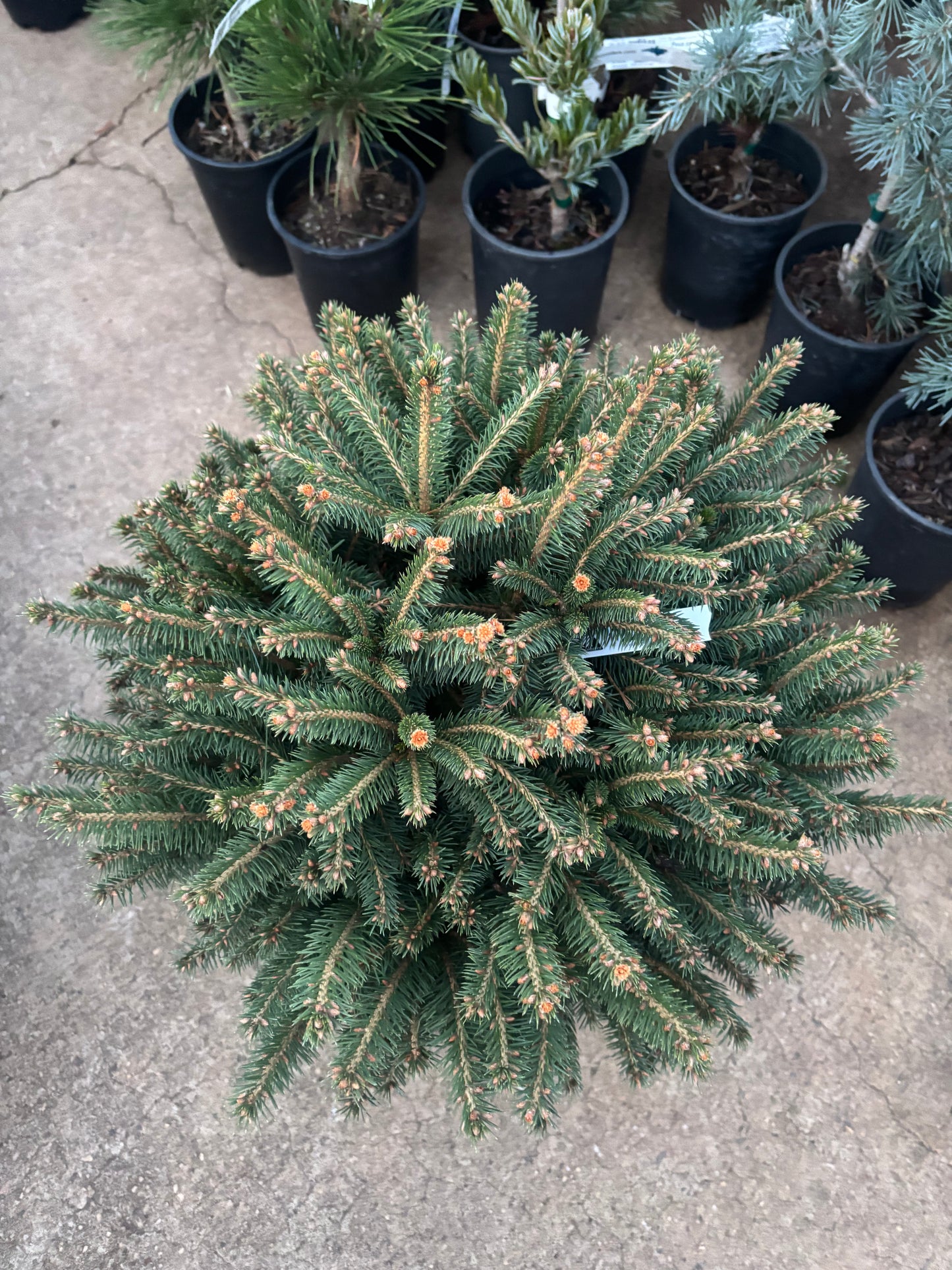 Picea abies ‘Fat cat’