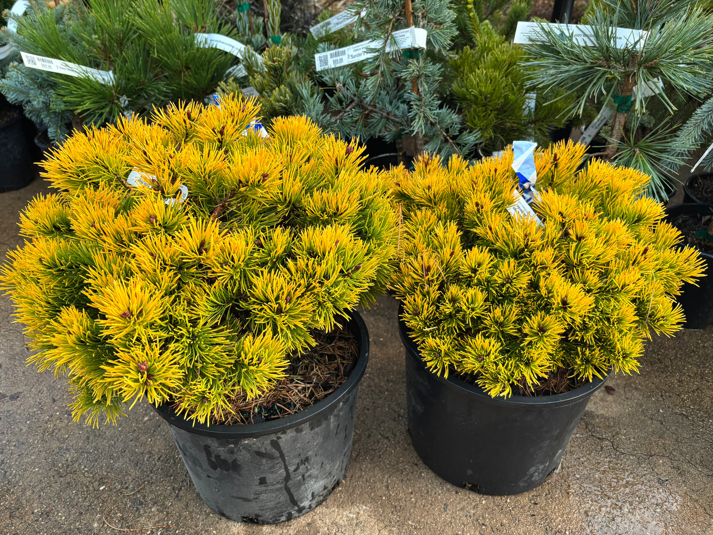 Pinus mugo ‘Laarheide’