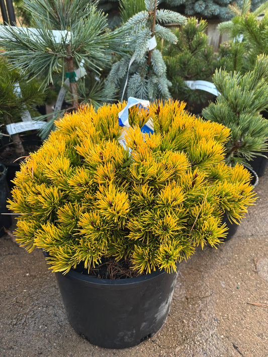 Pinus mugo ‘Laarheide’