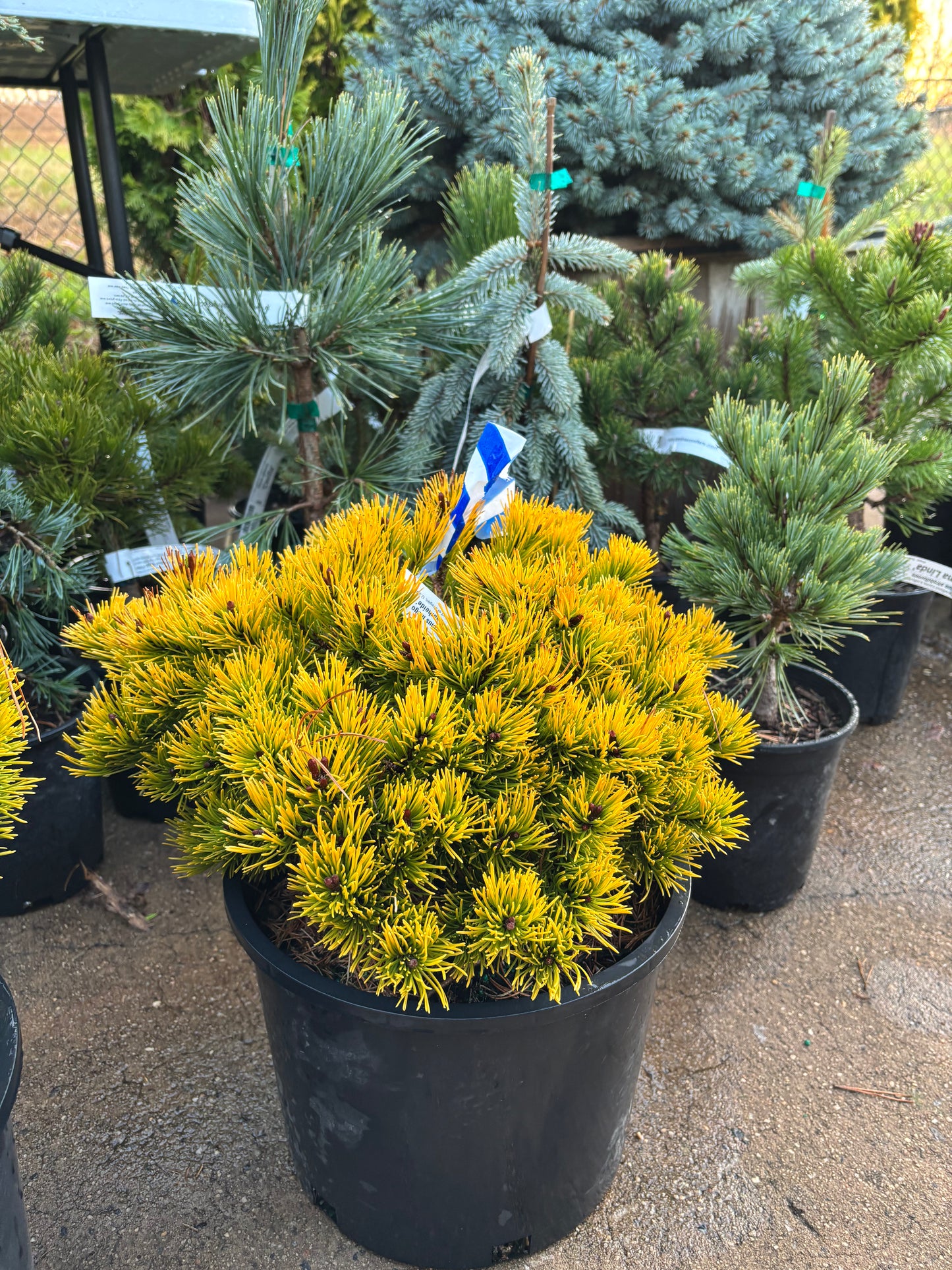 Pinus mugo ‘Laarheide’