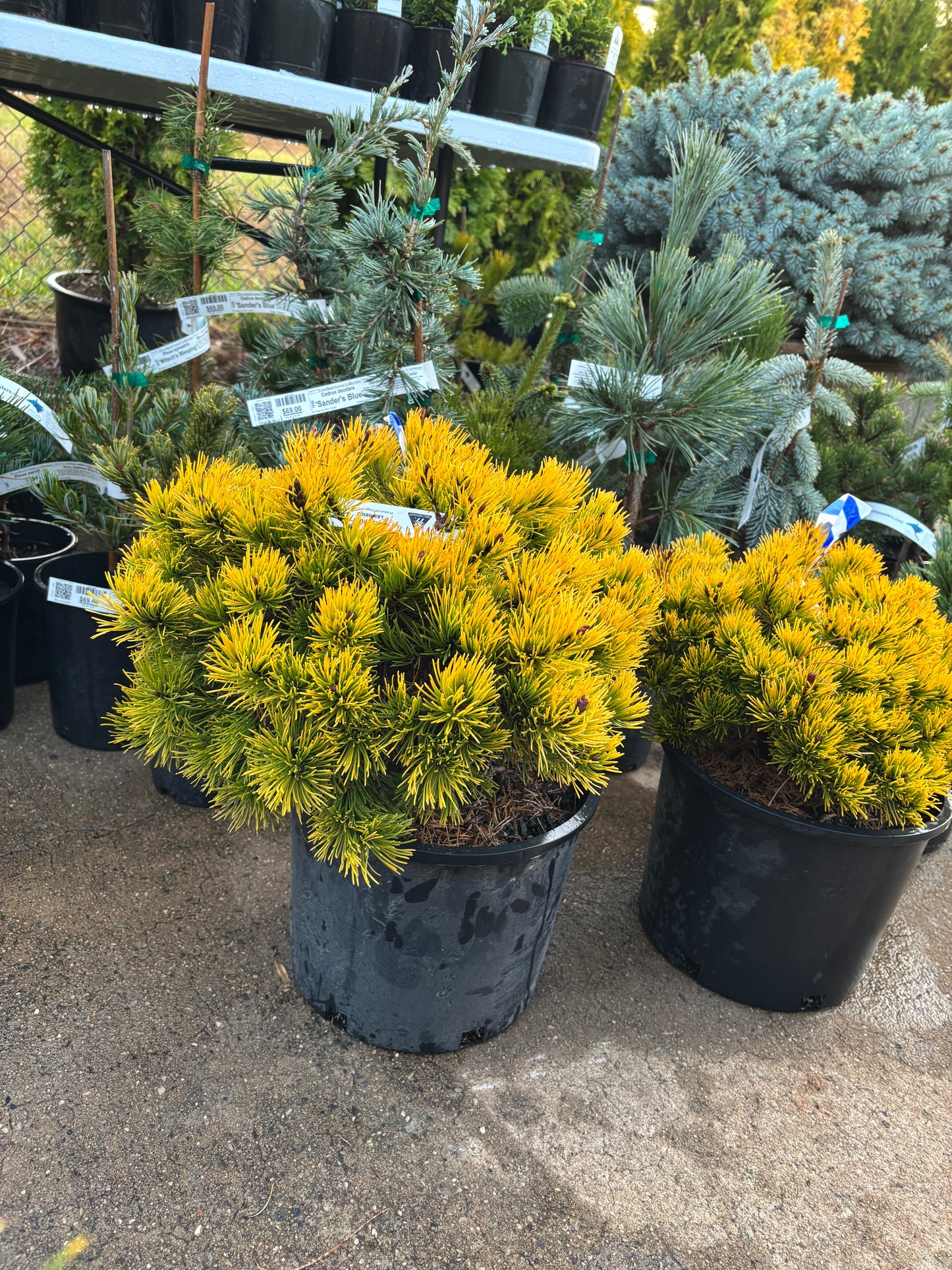 Pinus mugo ‘Laarheide’