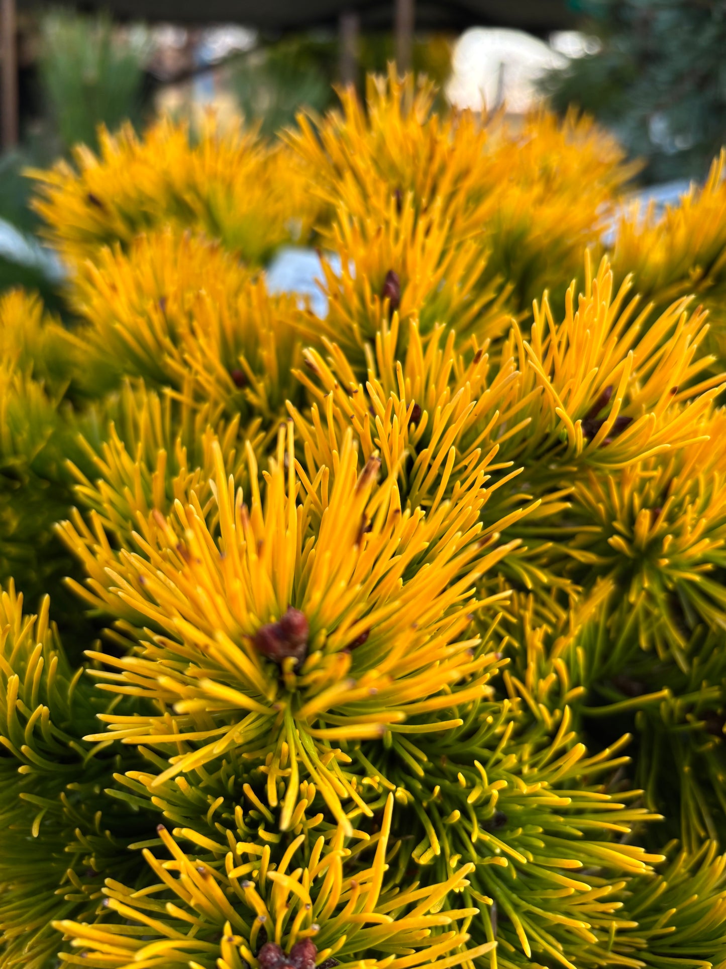Pinus mugo ‘Laarheide’