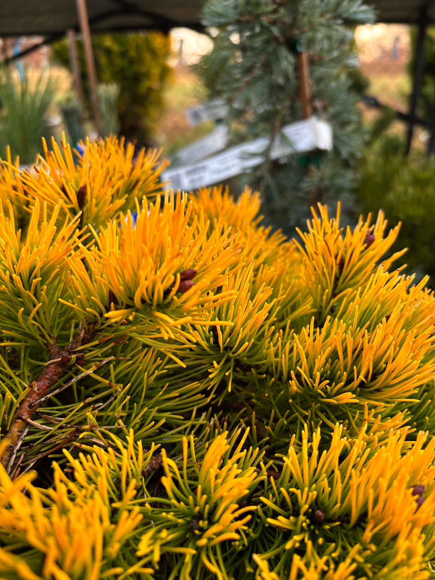 Pinus mugo ‘Laarheide’