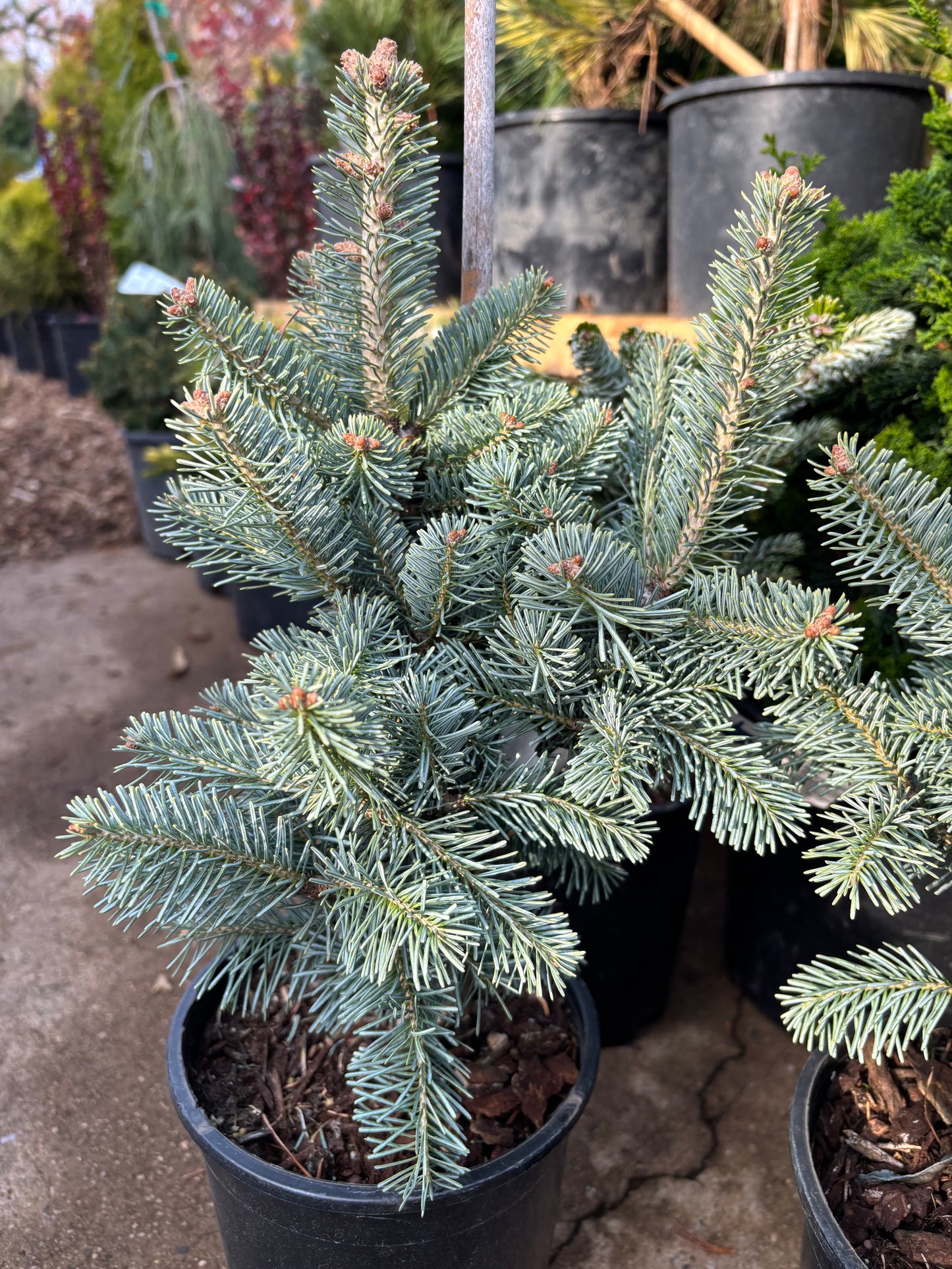 Abies lasiocarpa ‘Glauca Compacta’ Dwarf Subalpine Fir on Firma !