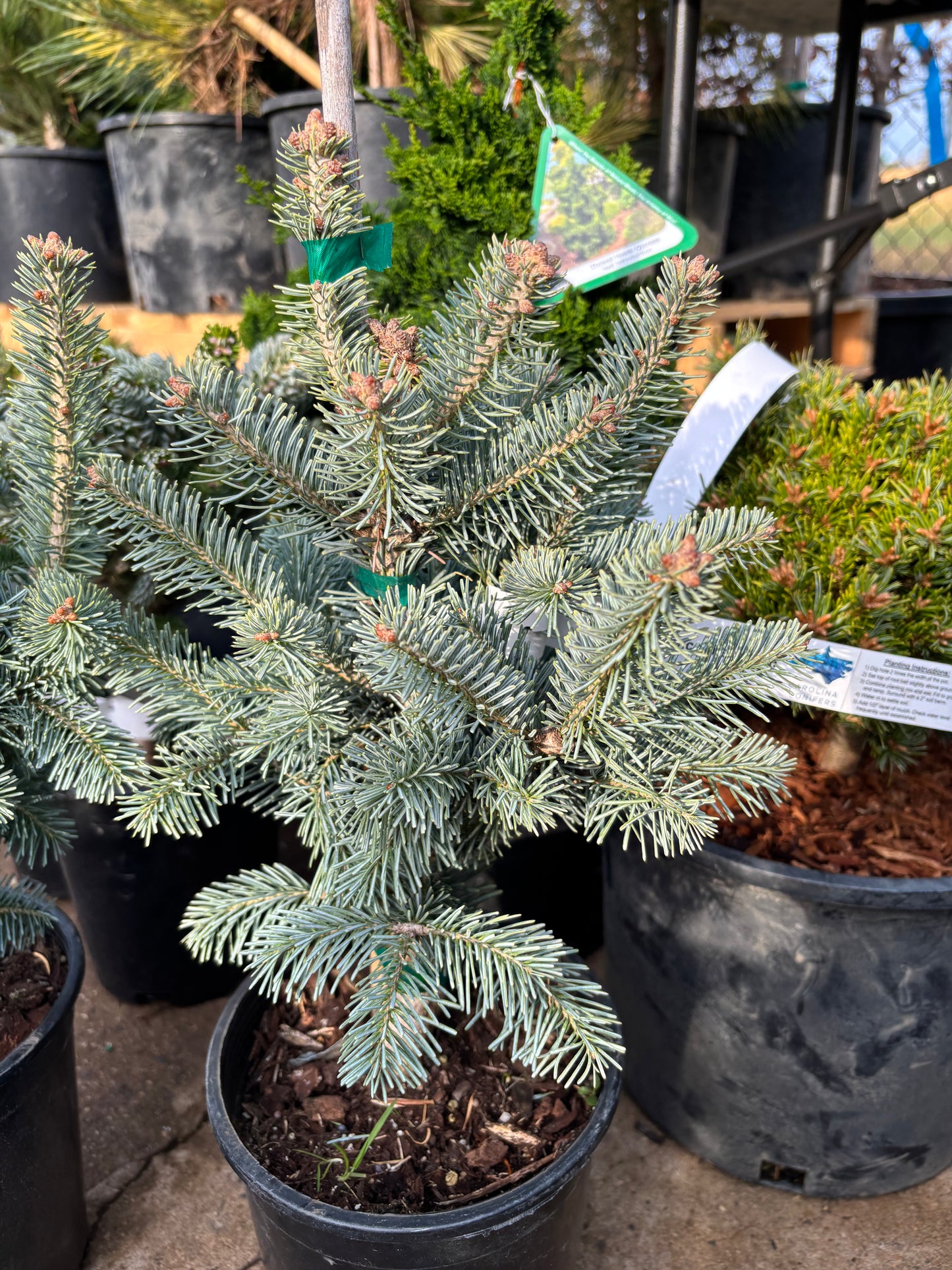 Abies lasiocarpa ‘Glauca Compacta’ Dwarf Subalpine Fir on Firma !