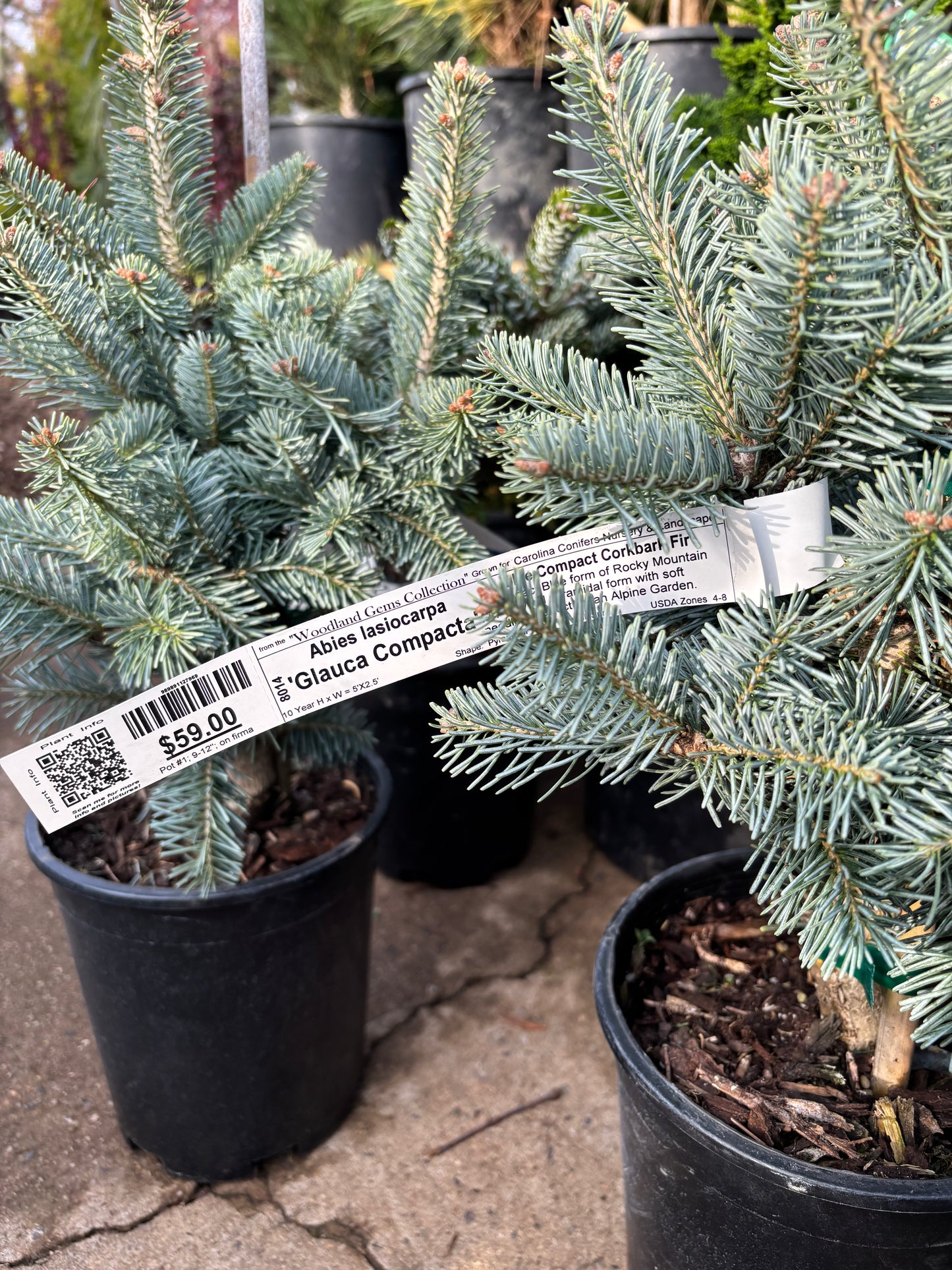 Abies lasiocarpa ‘Glauca Compacta’ Dwarf Subalpine Fir on Firma !