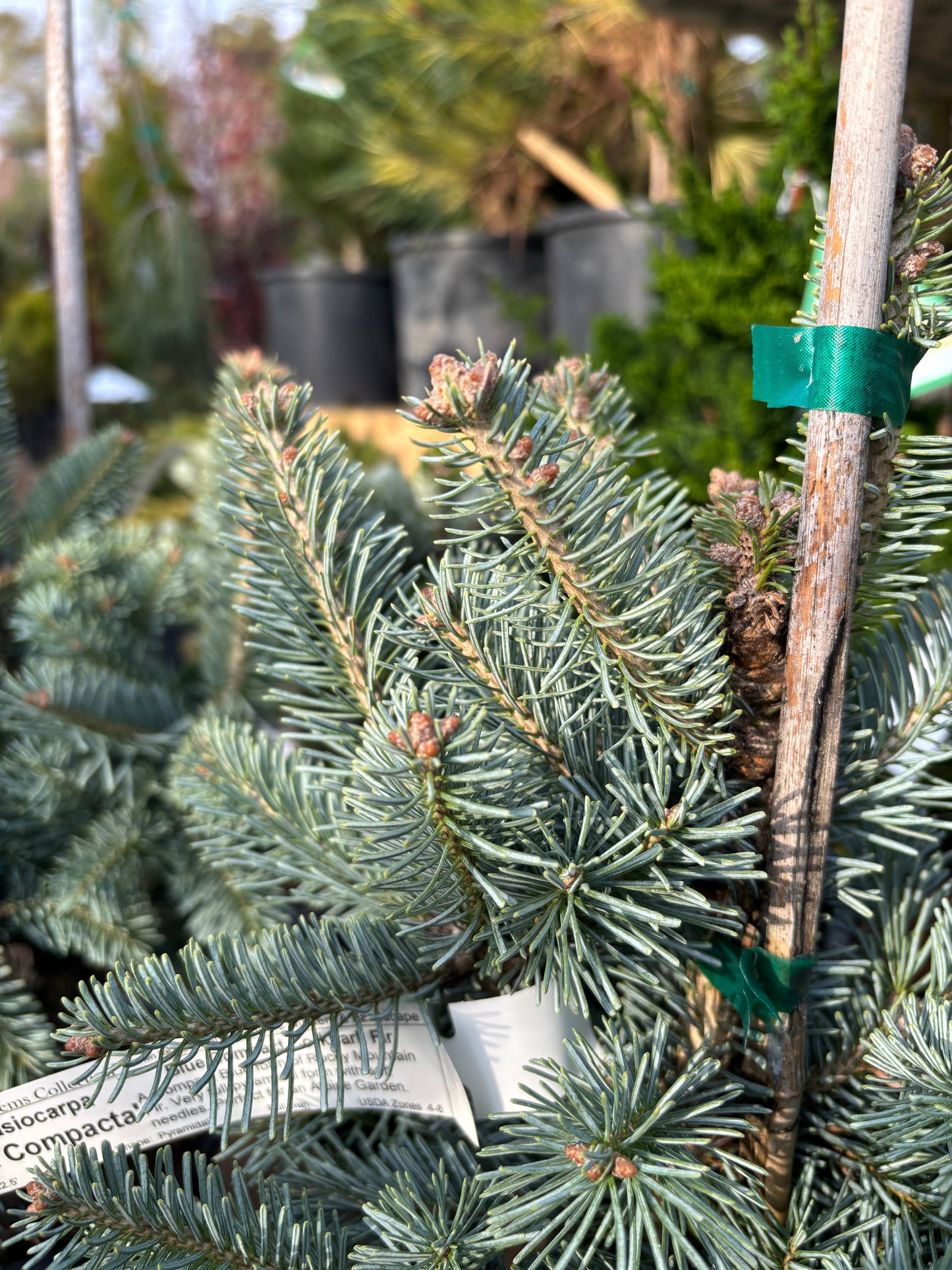 Abies lasiocarpa ‘Glauca Compacta’ Dwarf Subalpine Fir on Firma !