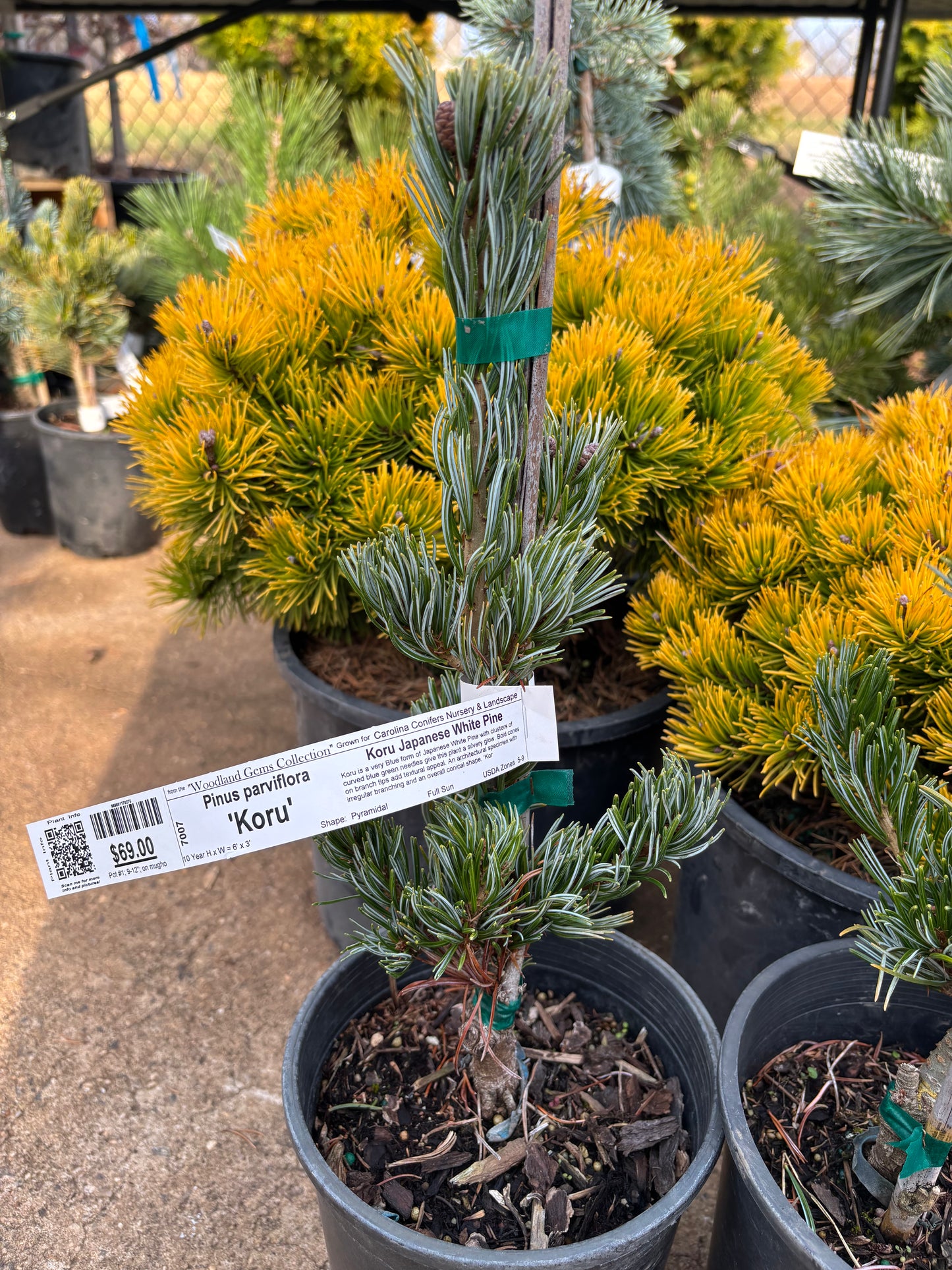Pinus parviflora ‘Koru’