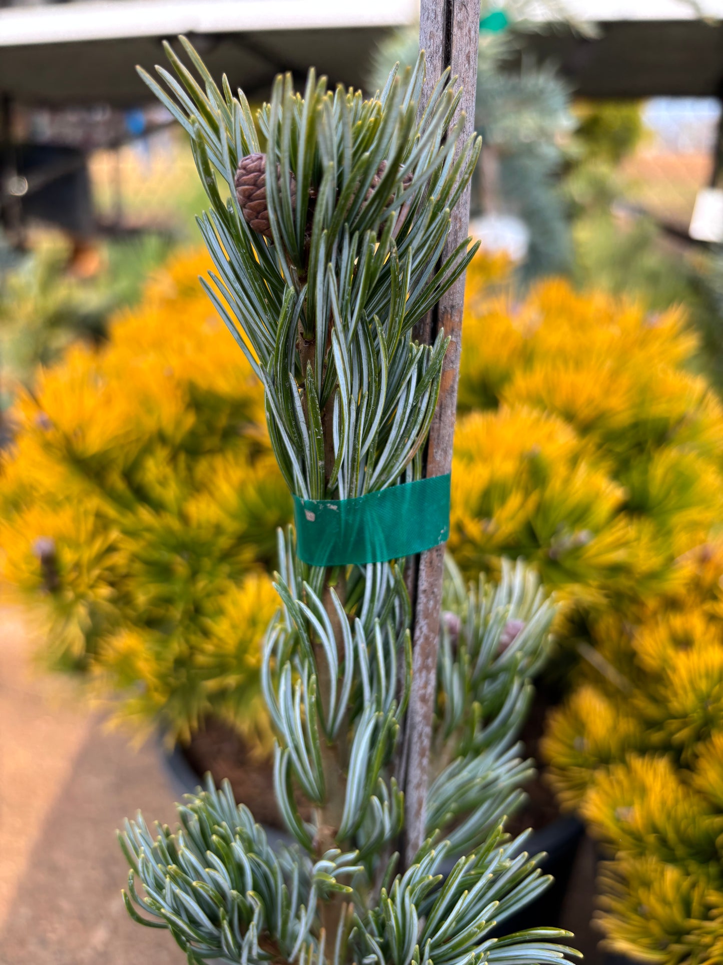 Pinus parviflora ‘Koru’