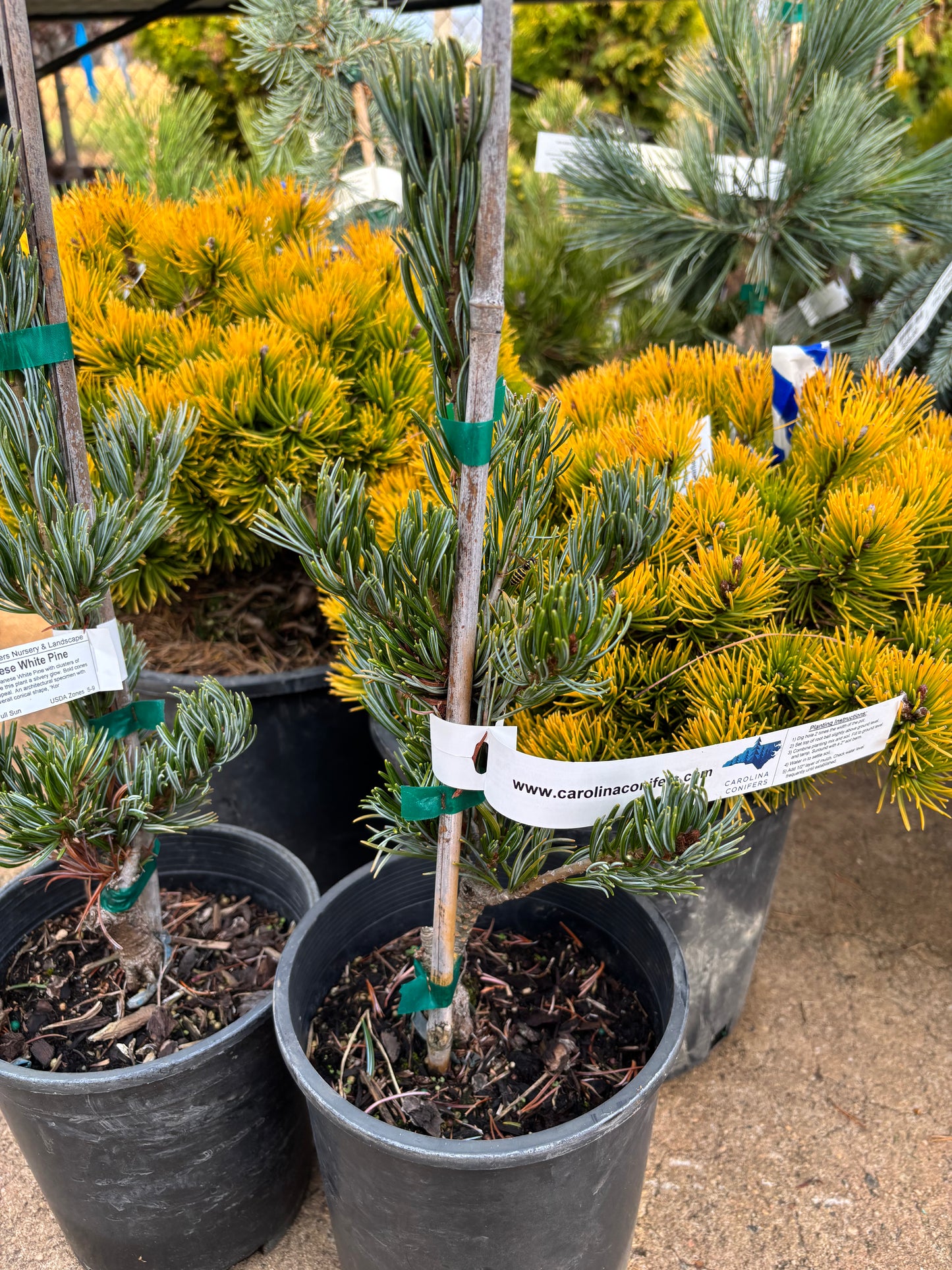 Pinus parviflora ‘Koru’