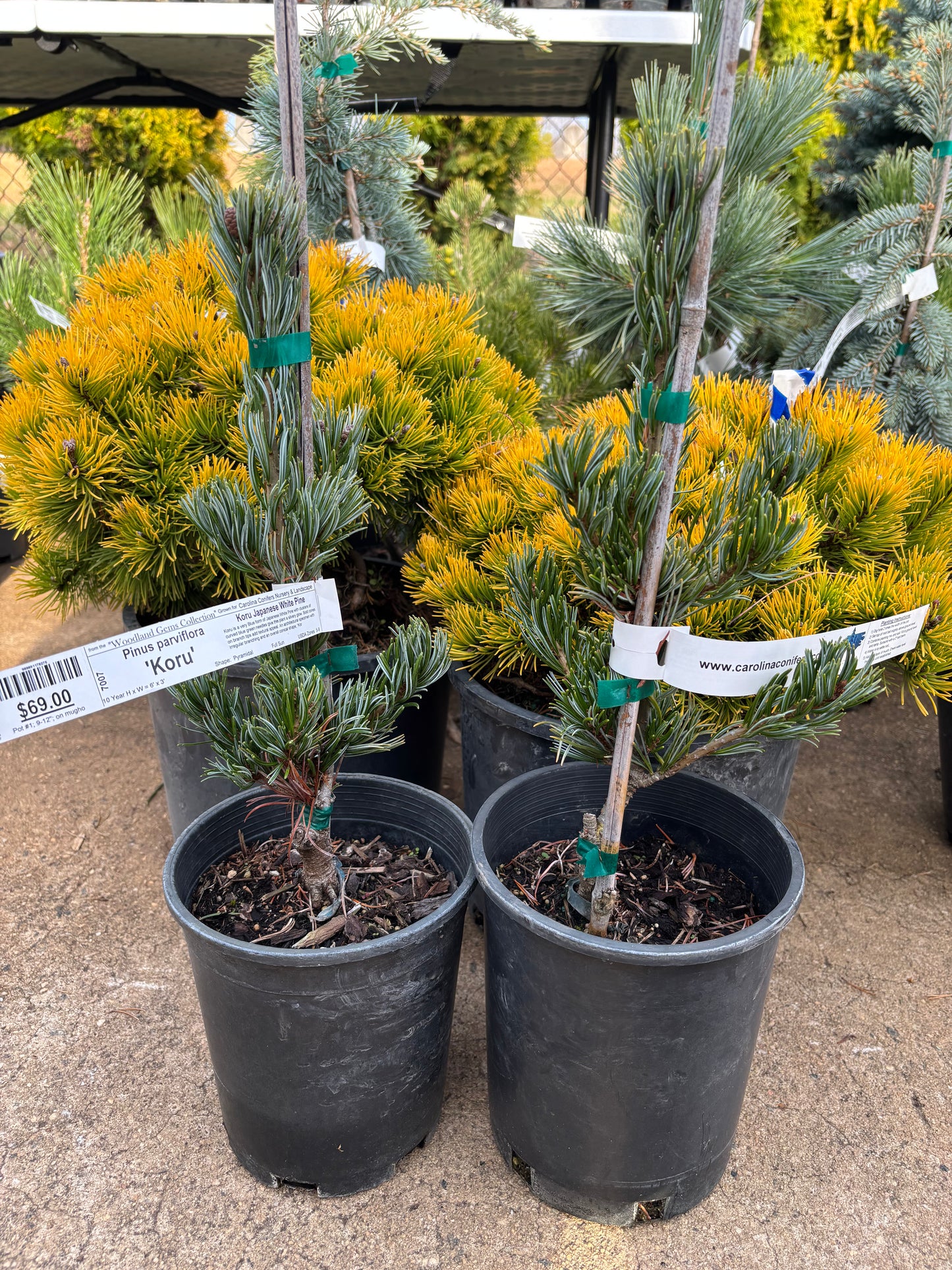 Pinus parviflora ‘Koru’