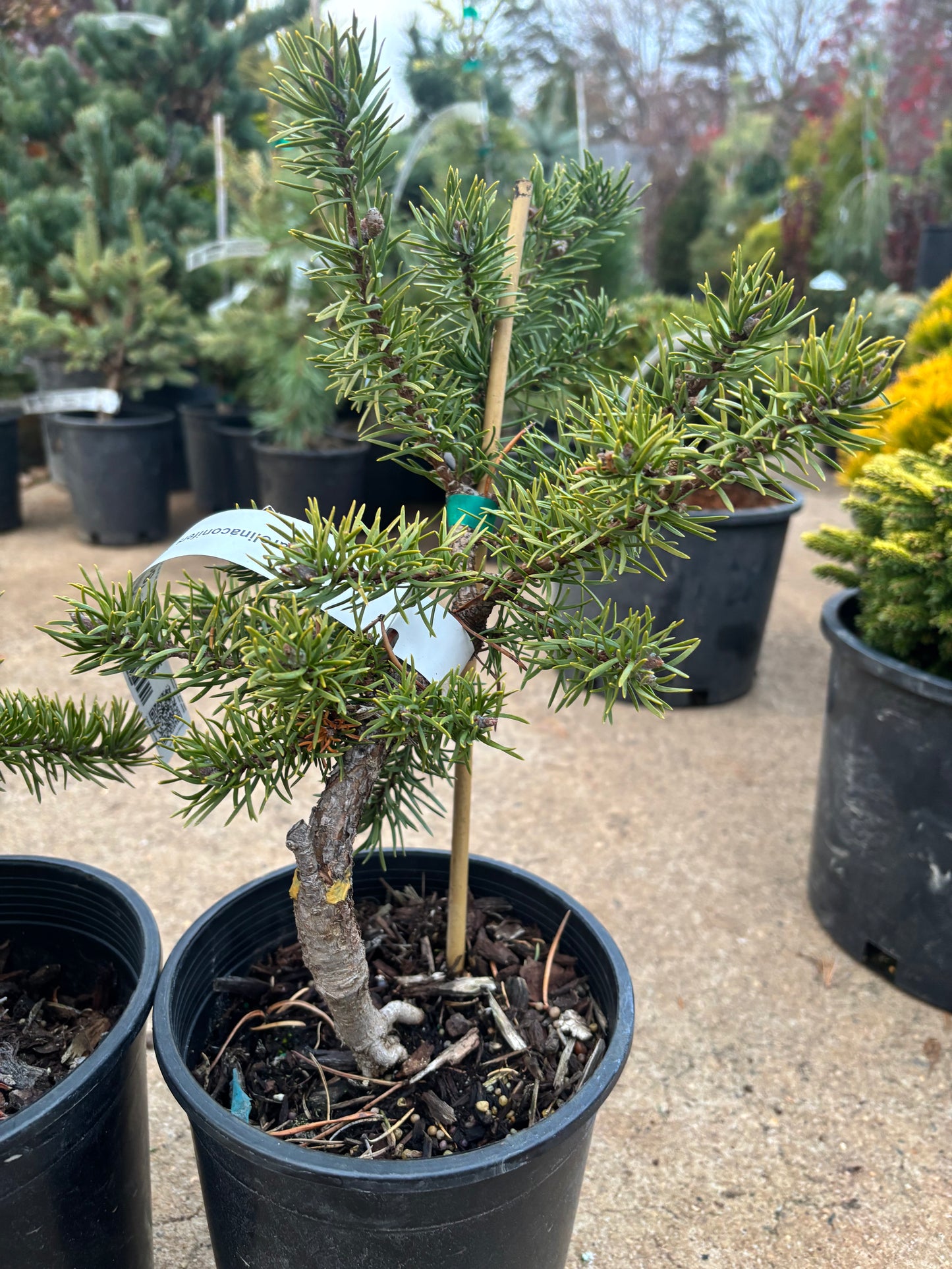 Pinus banksiana ‘Schoodic’