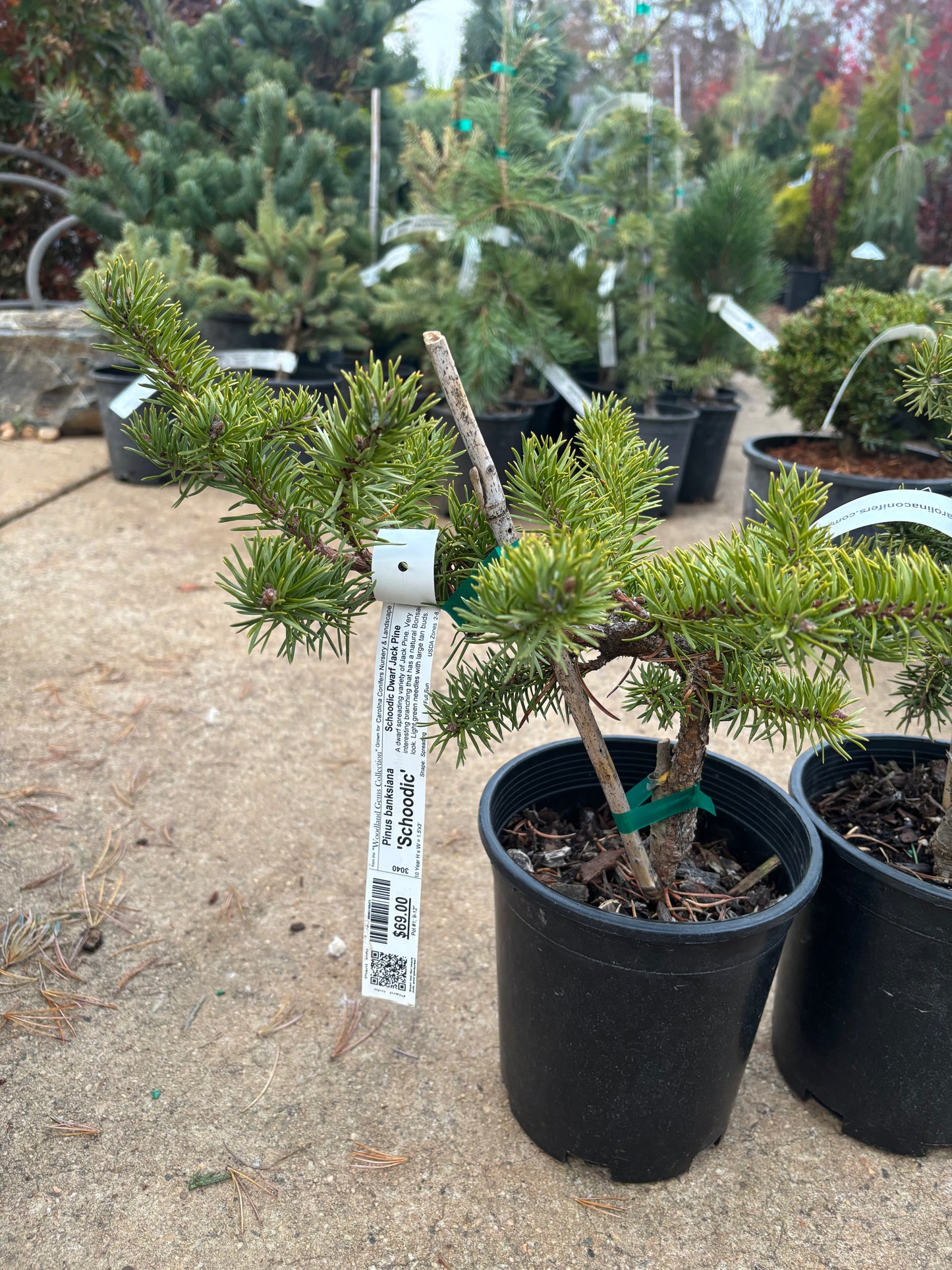 Pinus banksiana ‘Schoodic’