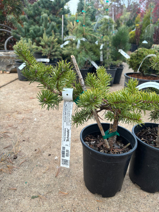 Pinus banksiana ‘Schoodic’