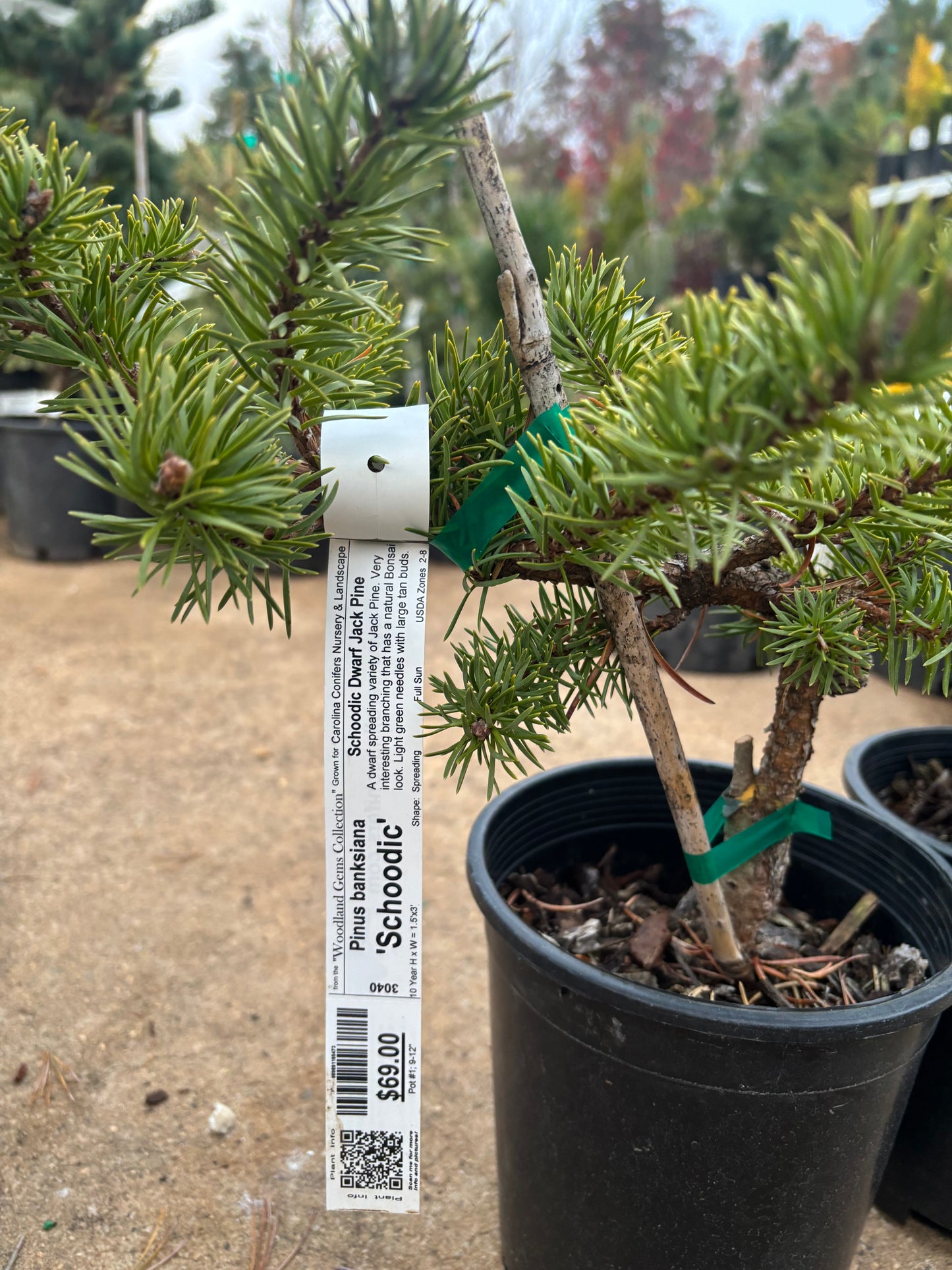 Pinus banksiana ‘Schoodic’