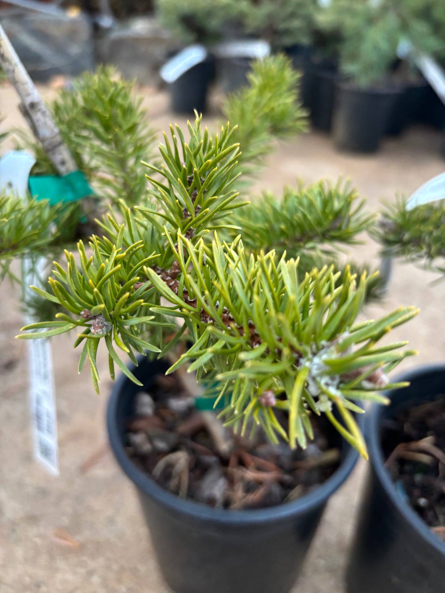 Pinus banksiana ‘Schoodic’