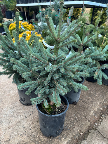 Picea Abies ‘Paul’s Select’