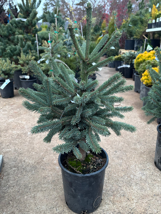 Picea Abies ‘Paul’s Select’