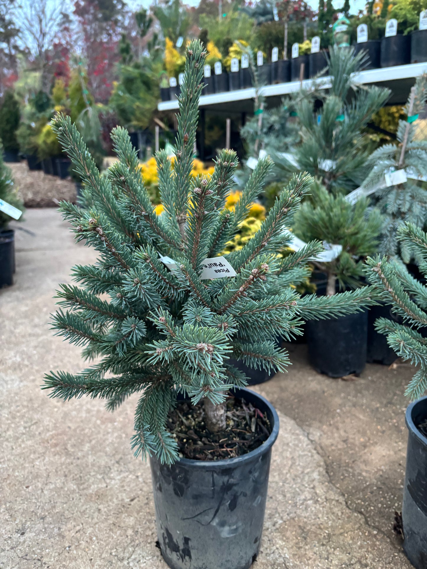Picea Abies ‘Paul’s Select’