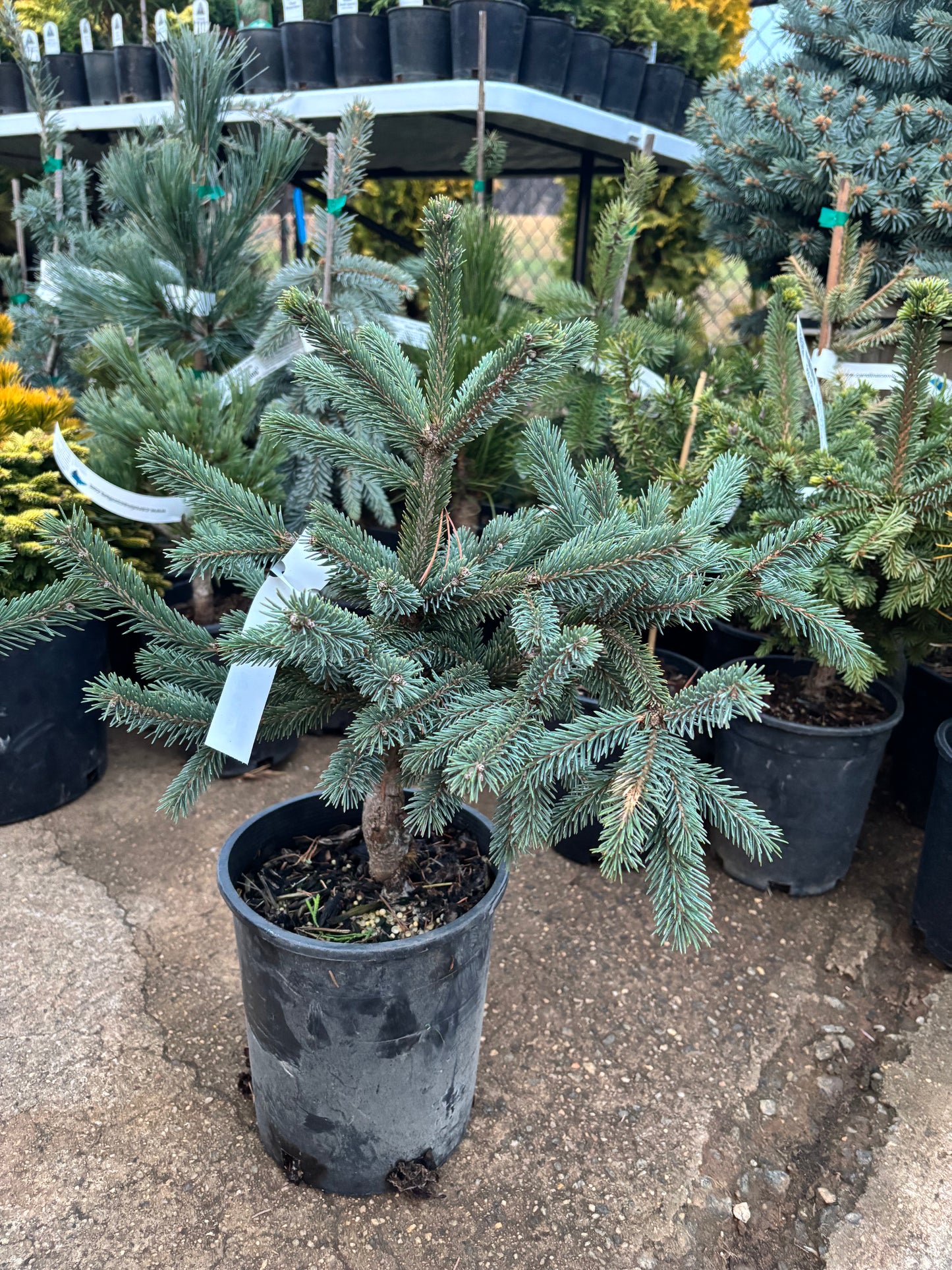 Picea Abies ‘Paul’s Select’