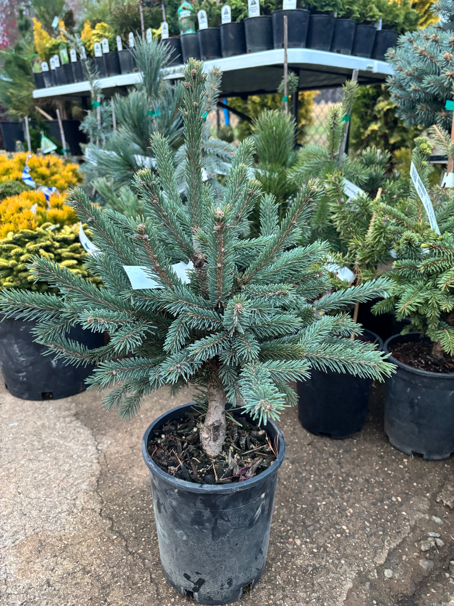Picea Abies ‘Paul’s Select’