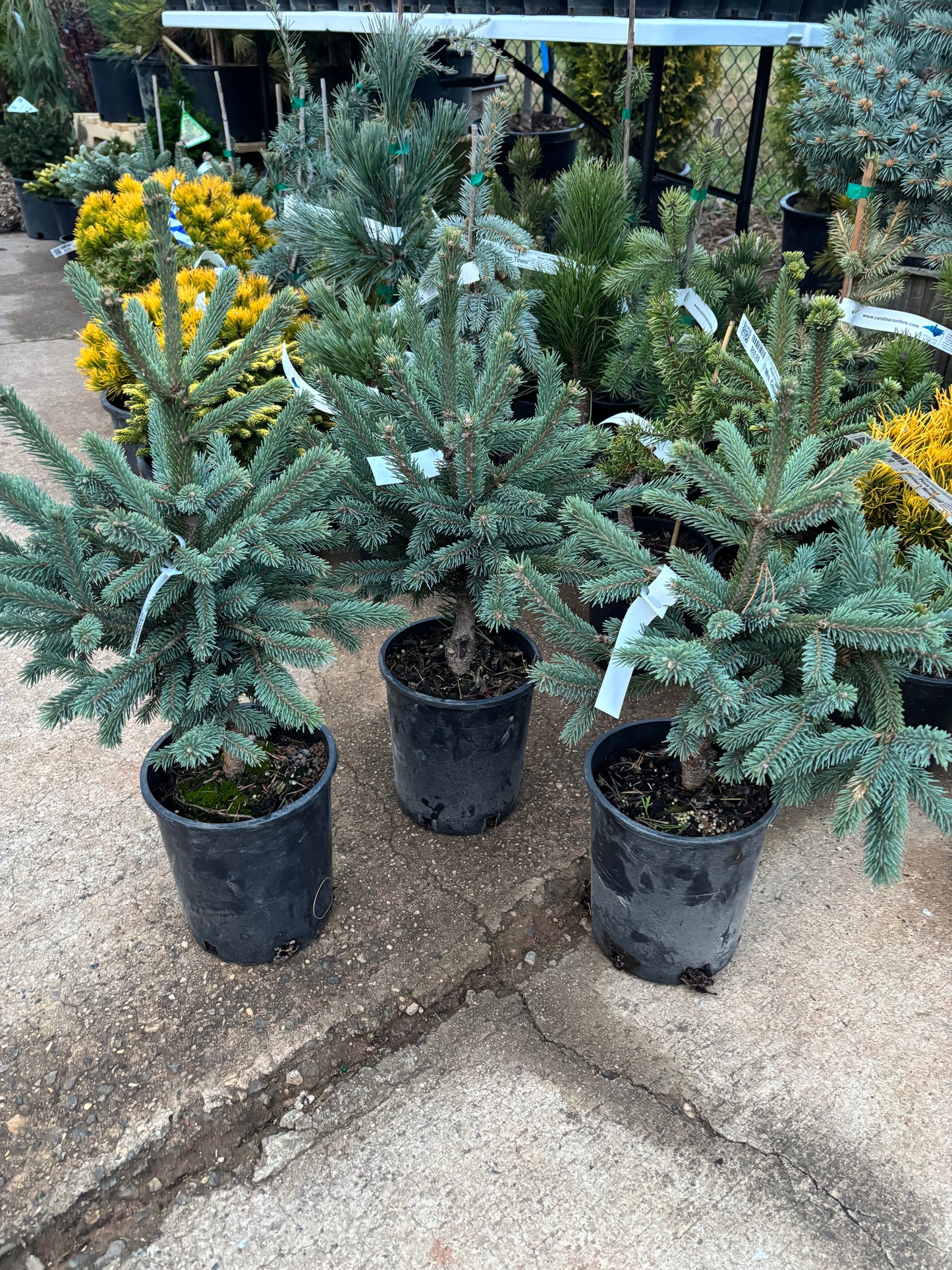 Picea Abies ‘Paul’s Select’