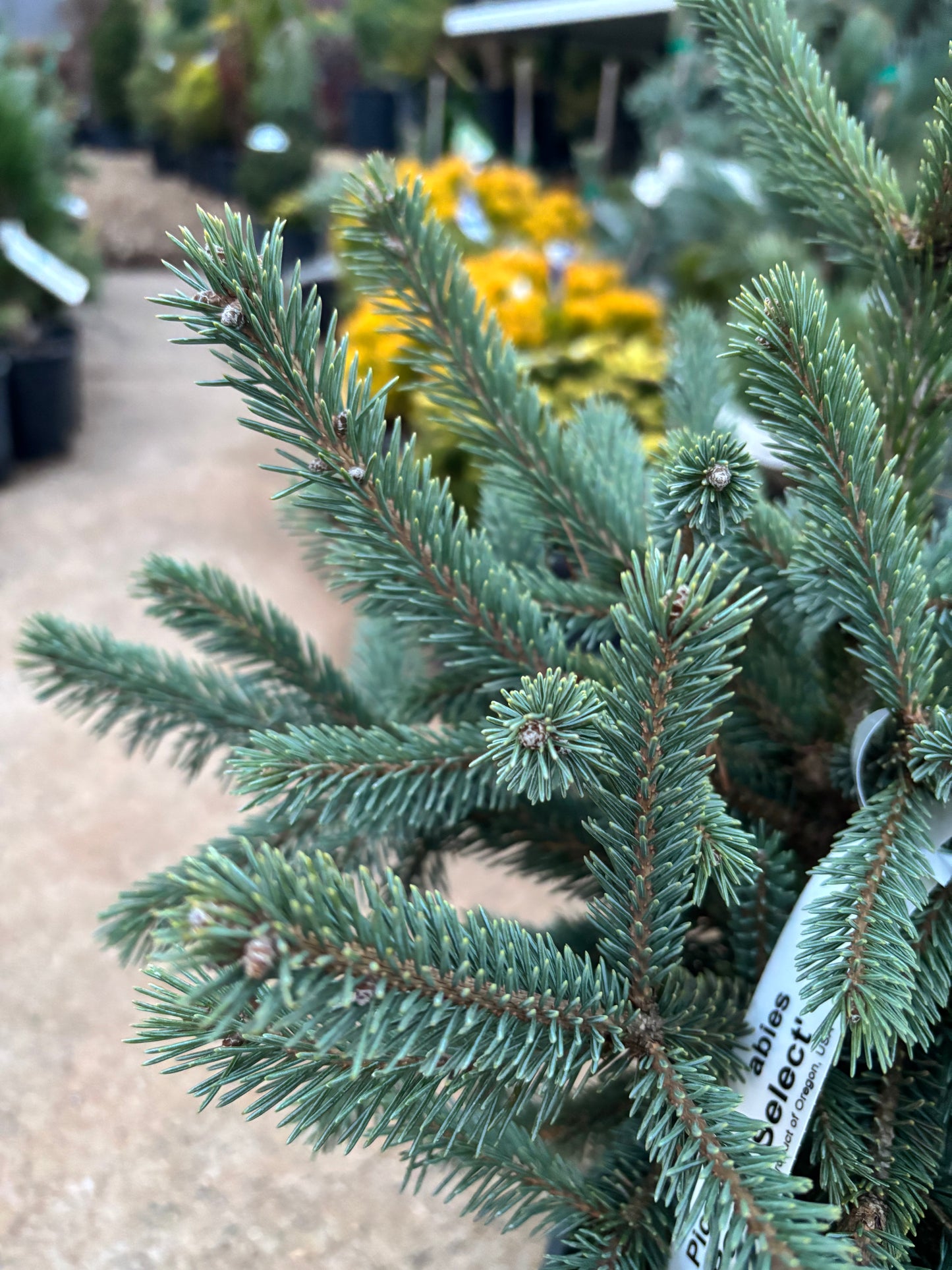 Picea Abies ‘Paul’s Select’