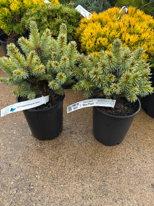 Picea pungens ‘Blue Pearl’