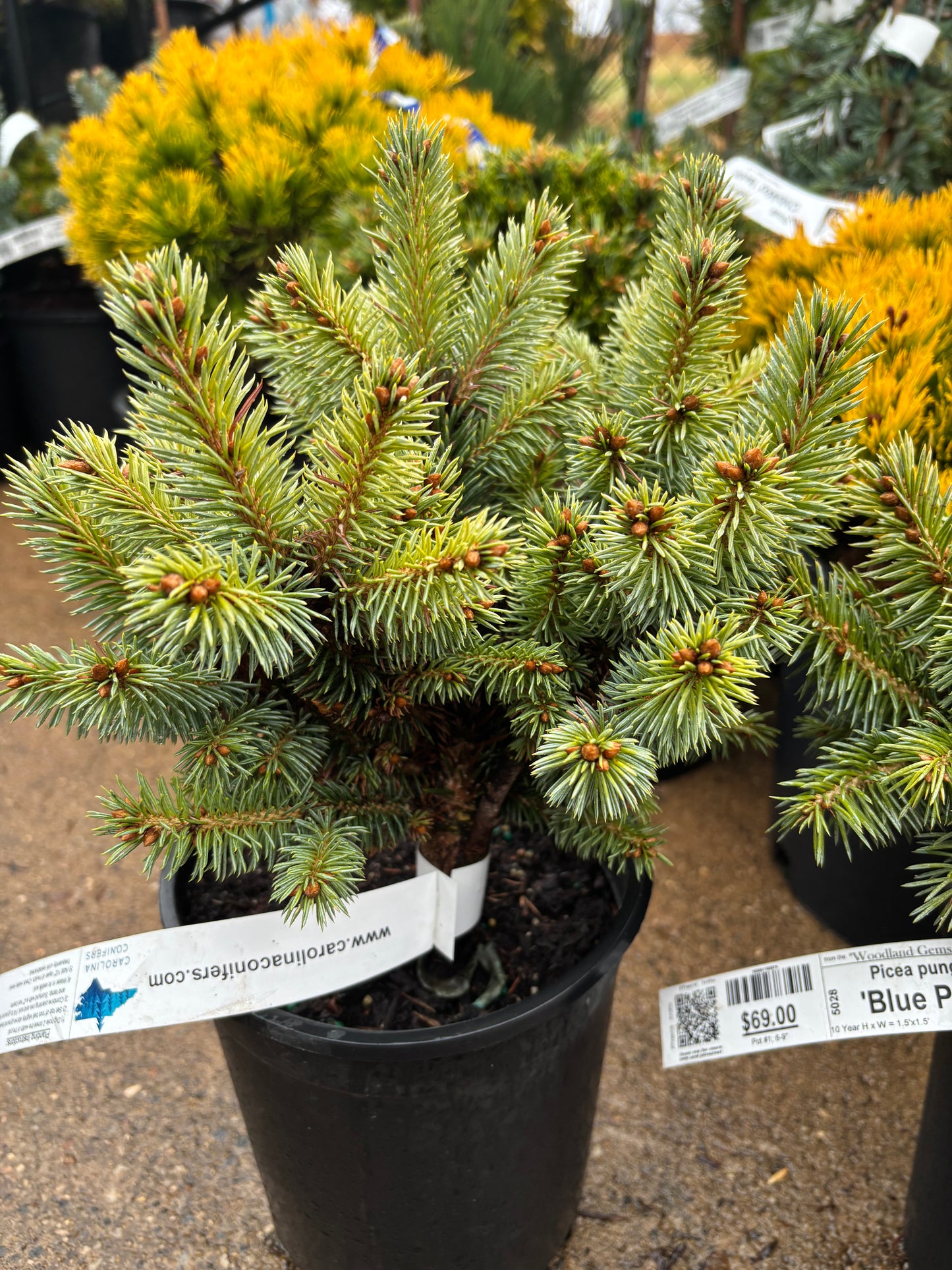 Picea pungens ‘Blue Pearl’