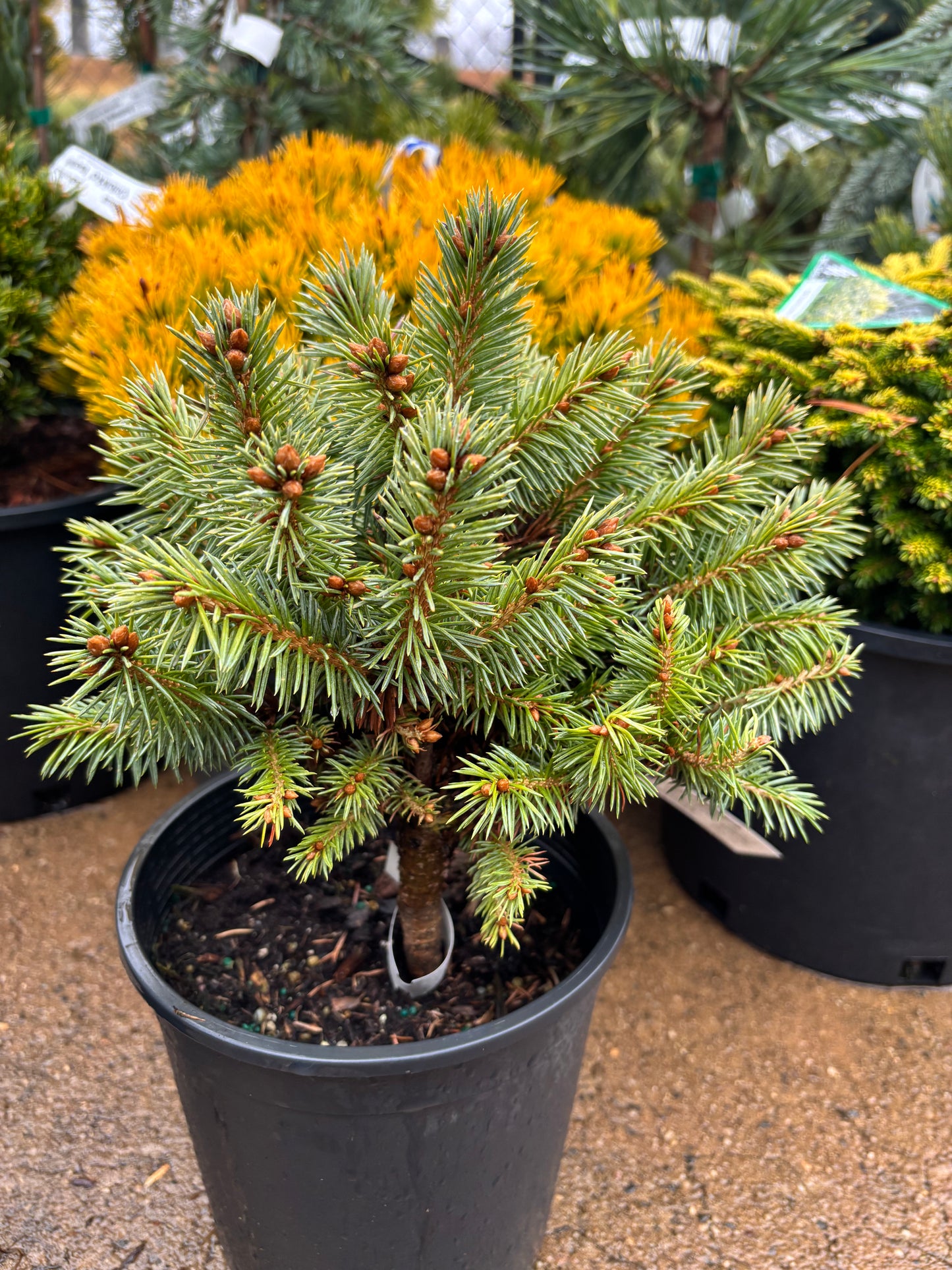 Picea pungens ‘Blue Pearl’