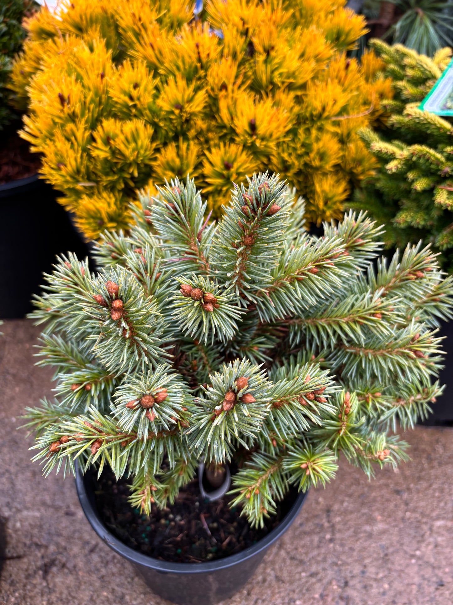 Picea pungens ‘Blue Pearl’