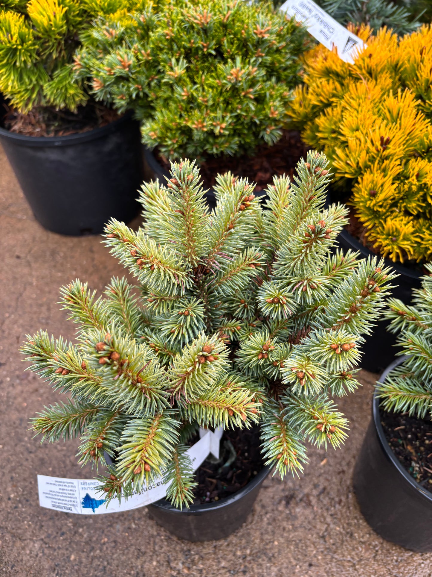 Picea pungens ‘Blue Pearl’