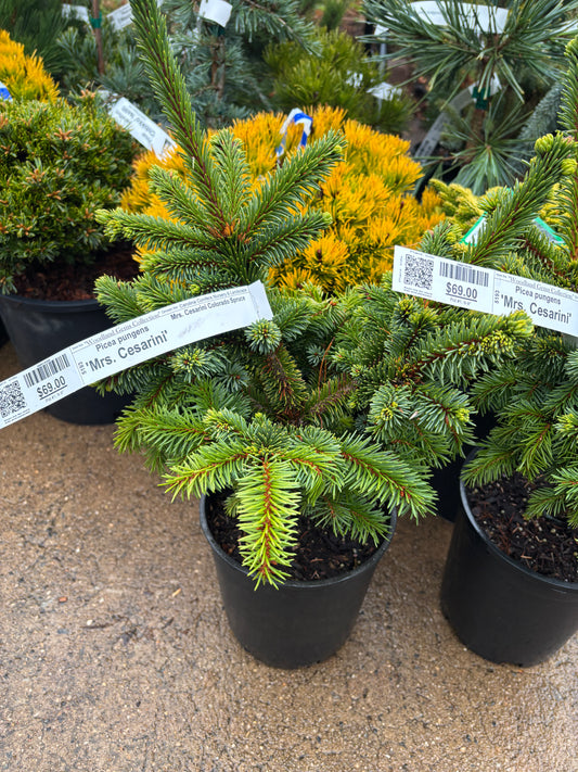 Picea pungens ‘Mrs. Cesarini’