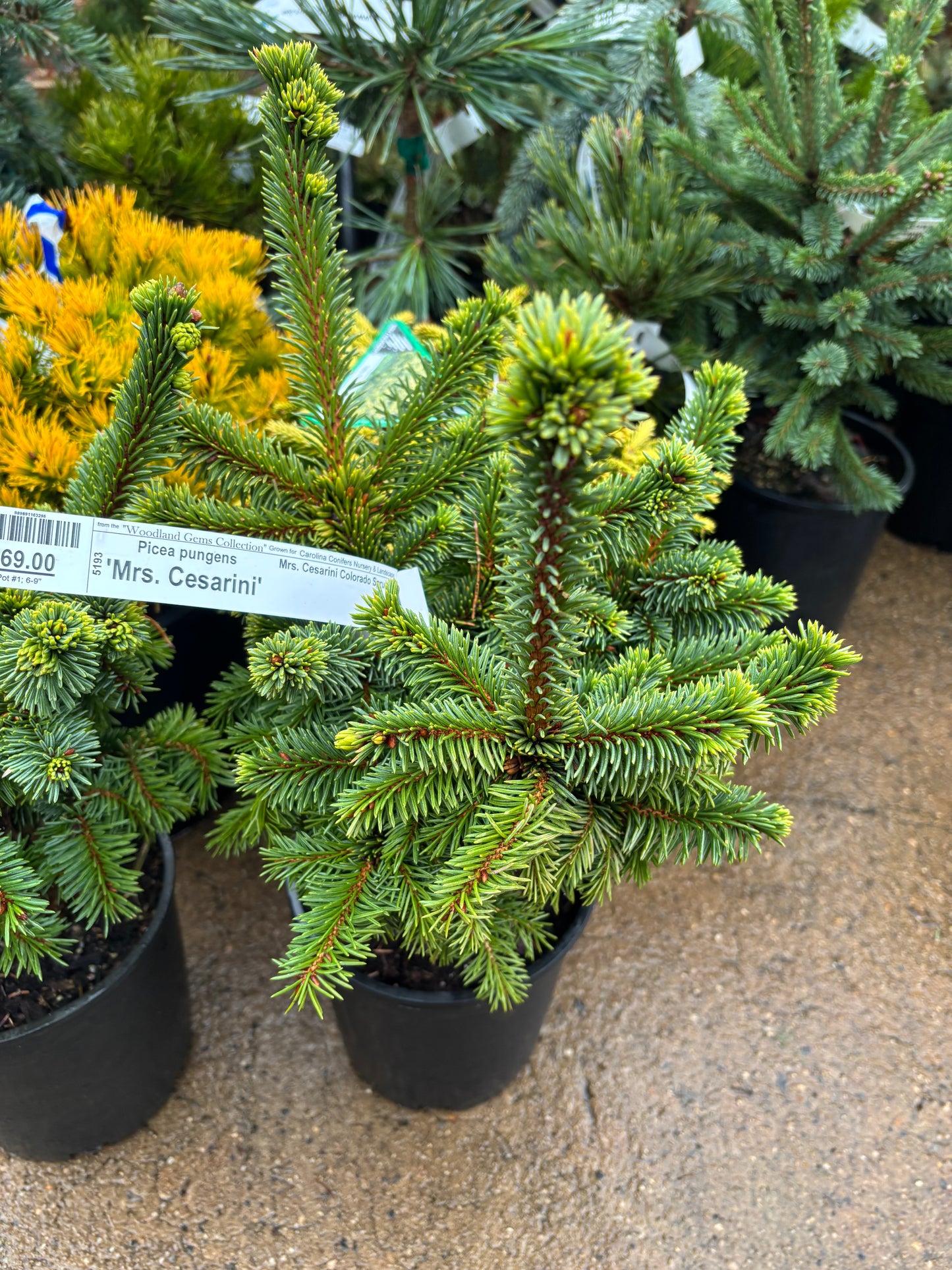 Picea pungens ‘Mrs. Cesarini’
