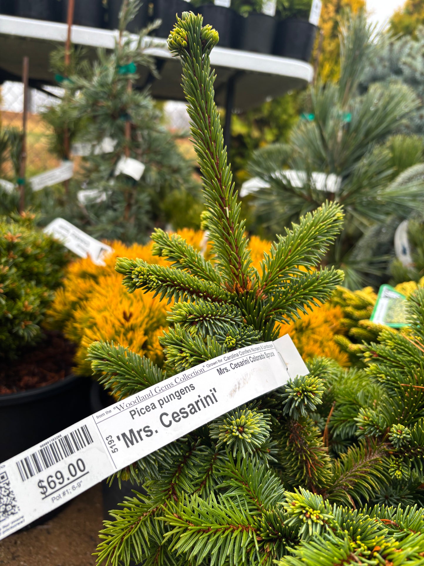 Picea pungens ‘Mrs. Cesarini’