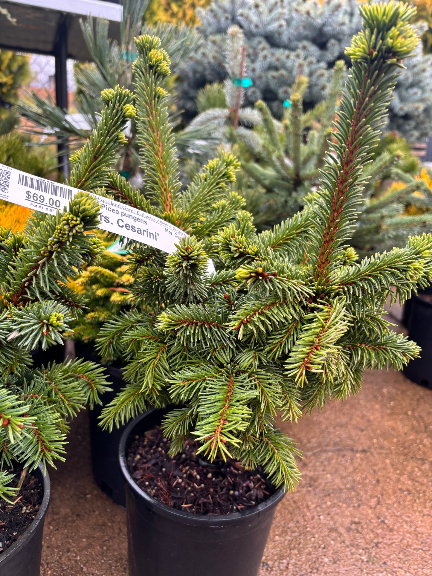 Picea pungens ‘Mrs. Cesarini’