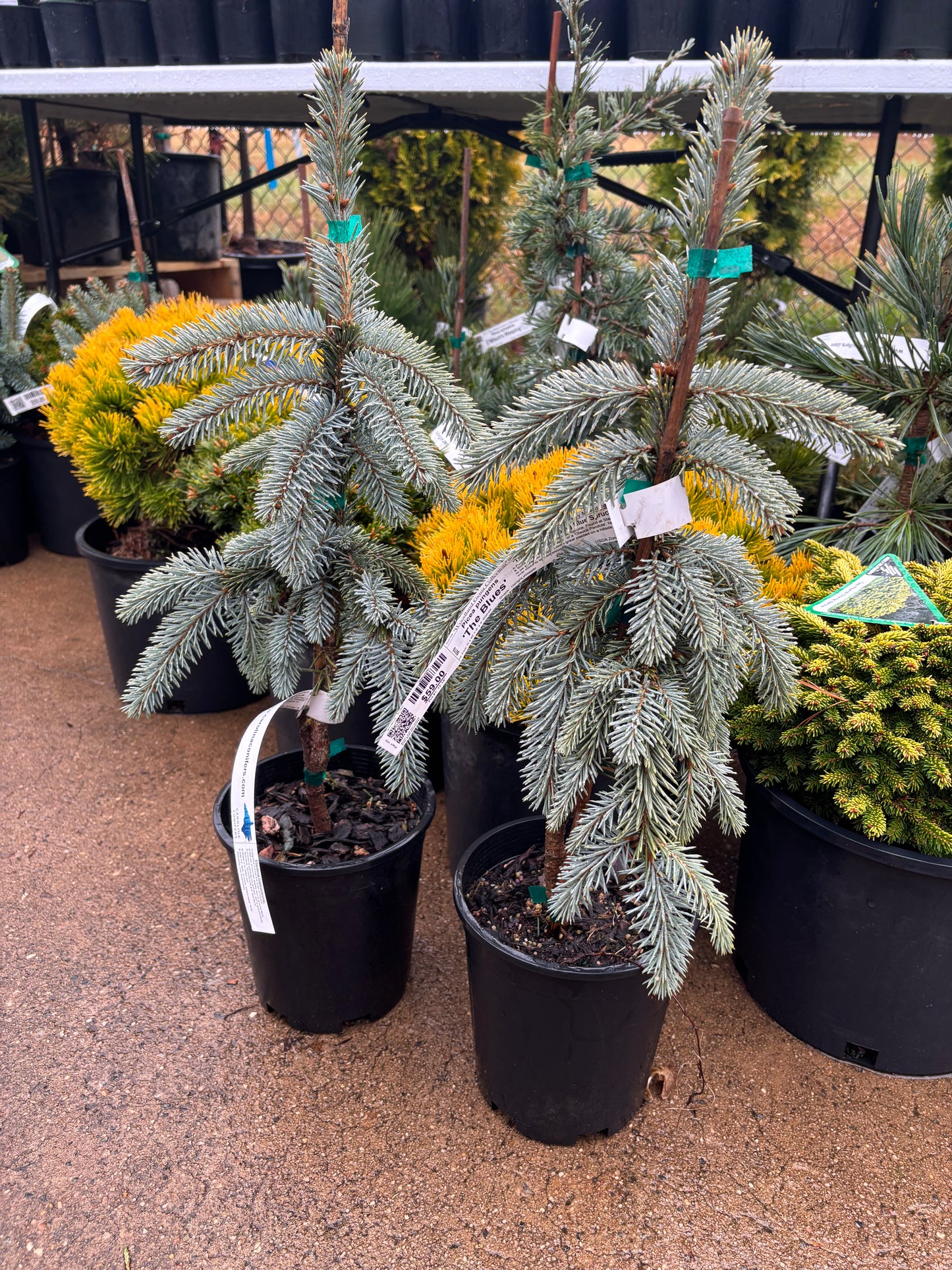 Picea pungens ‘The Blues’