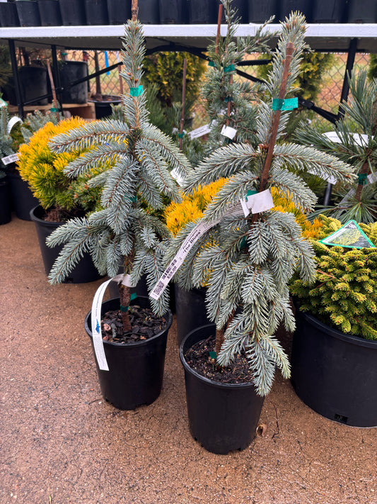 Picea pungens ‘The Blues’