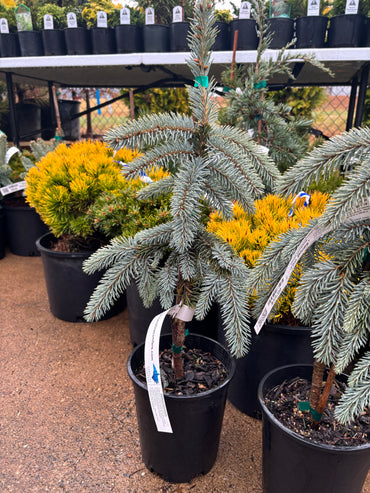 Picea pungens ‘The Blues’