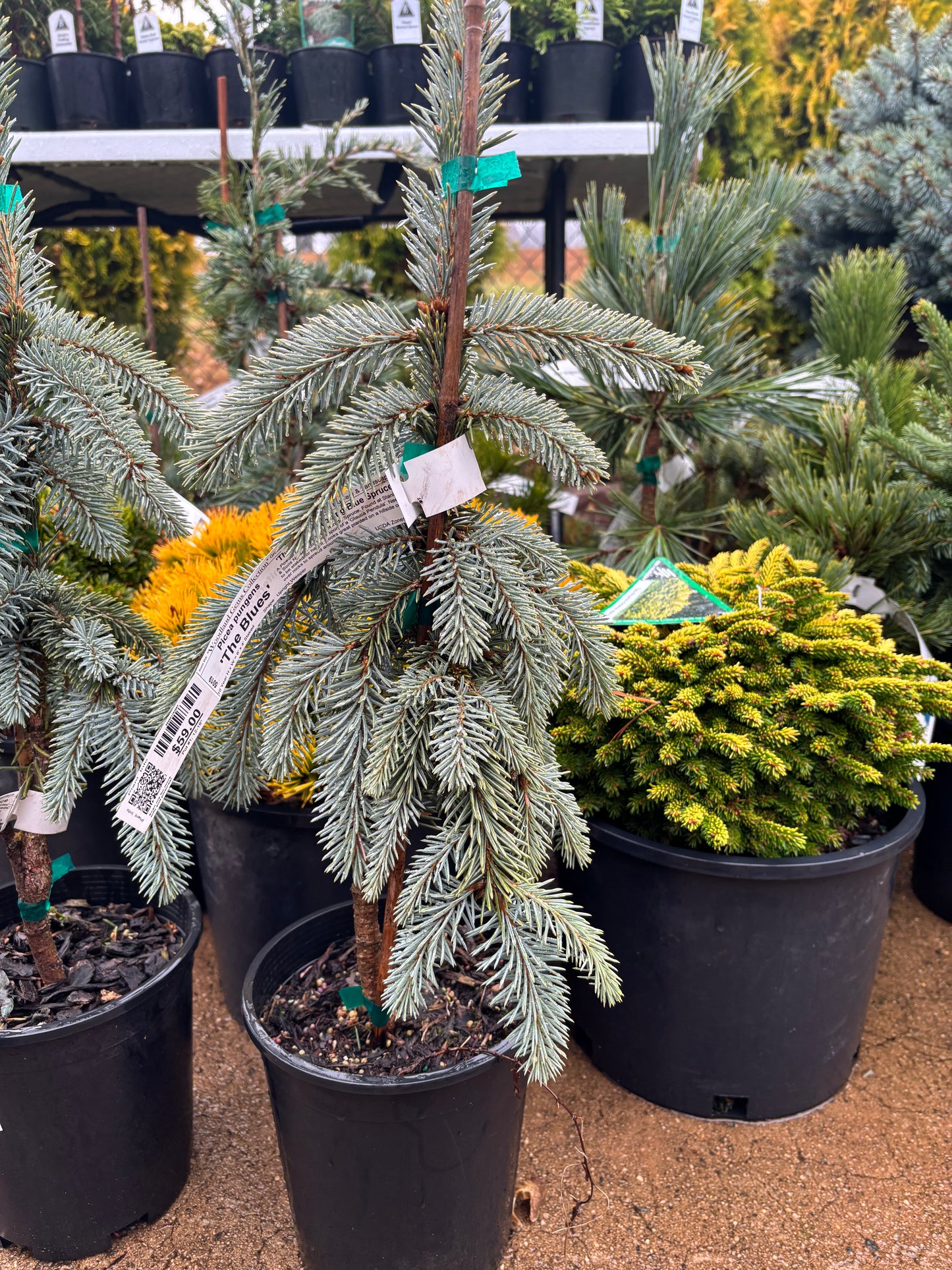 Picea pungens ‘The Blues’