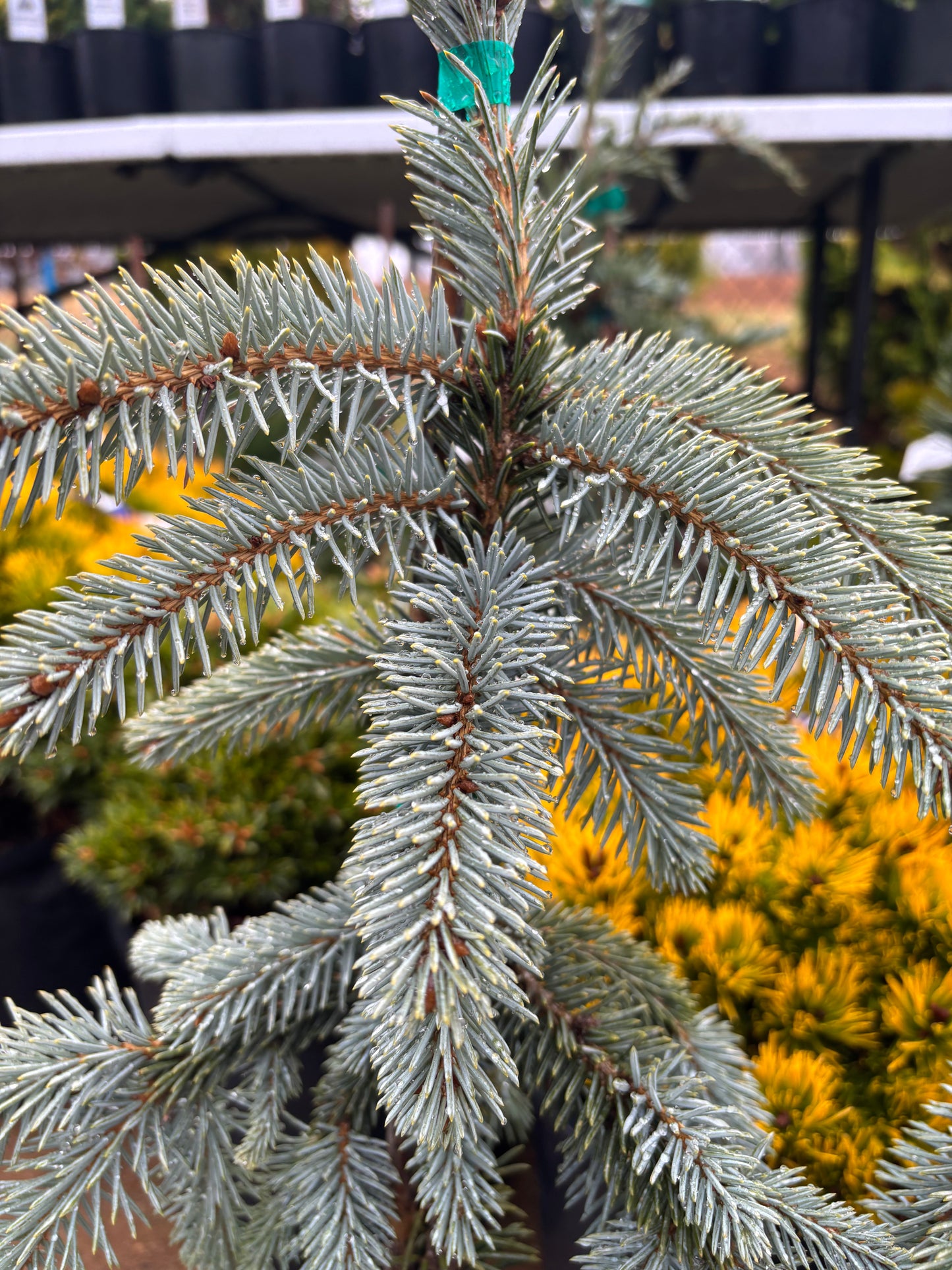 Picea pungens ‘The Blues’